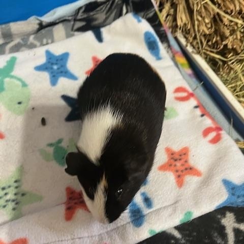 Clementine & Ruby, a Adoptable Guinea Pig in Austin, TX image 1/6