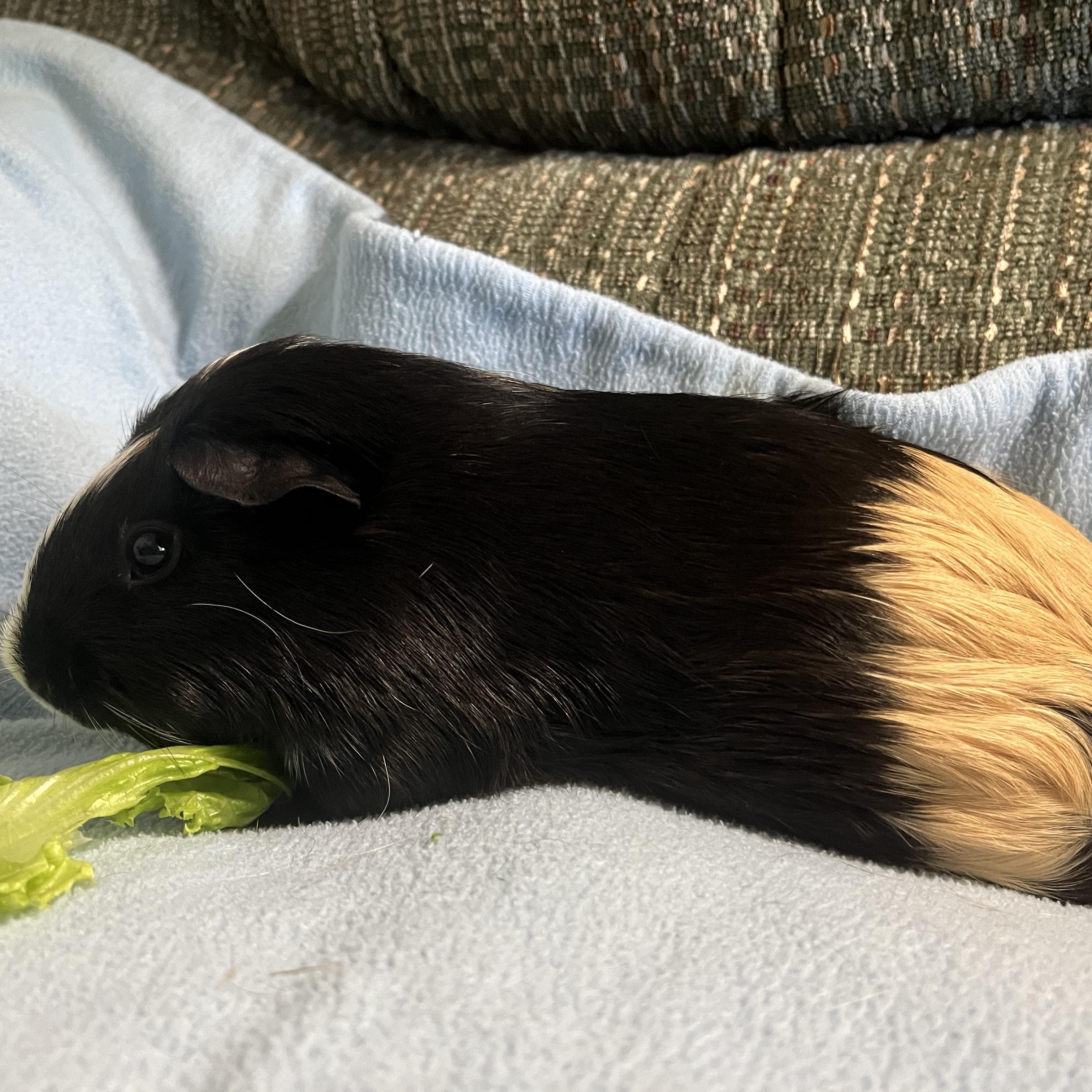 Enlarge Clementine, a Adoptable Guinea Pig in Austin, TX image 4/6