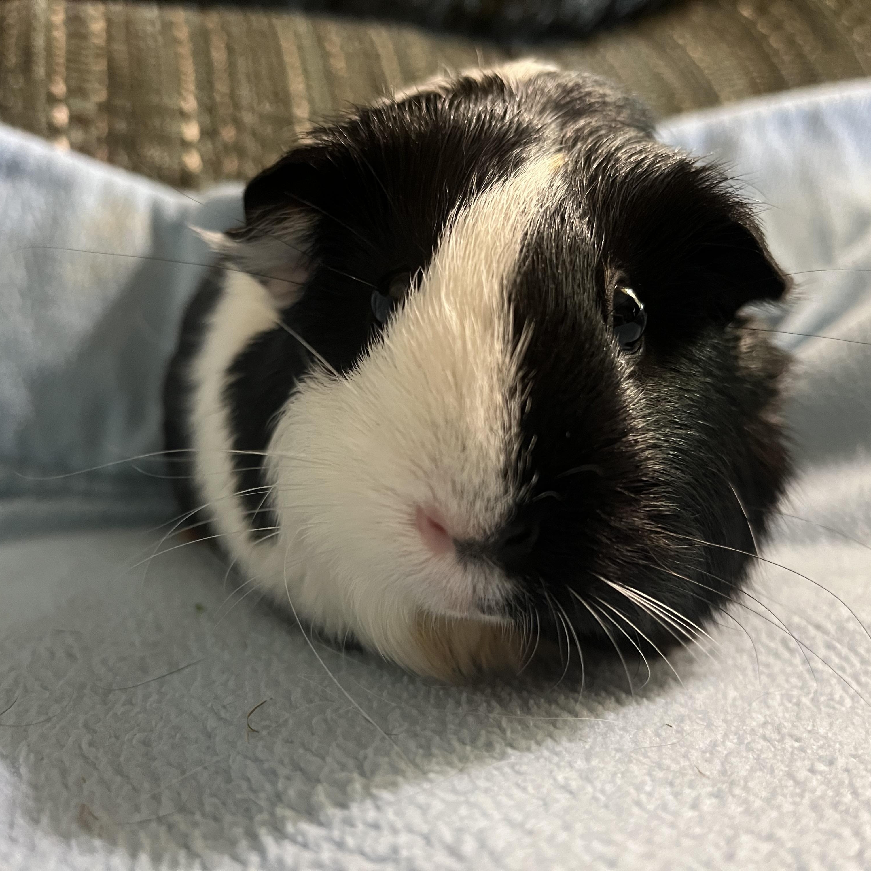 Enlarge Clementine, a Adoptable Guinea Pig in Austin, TX image 2/6