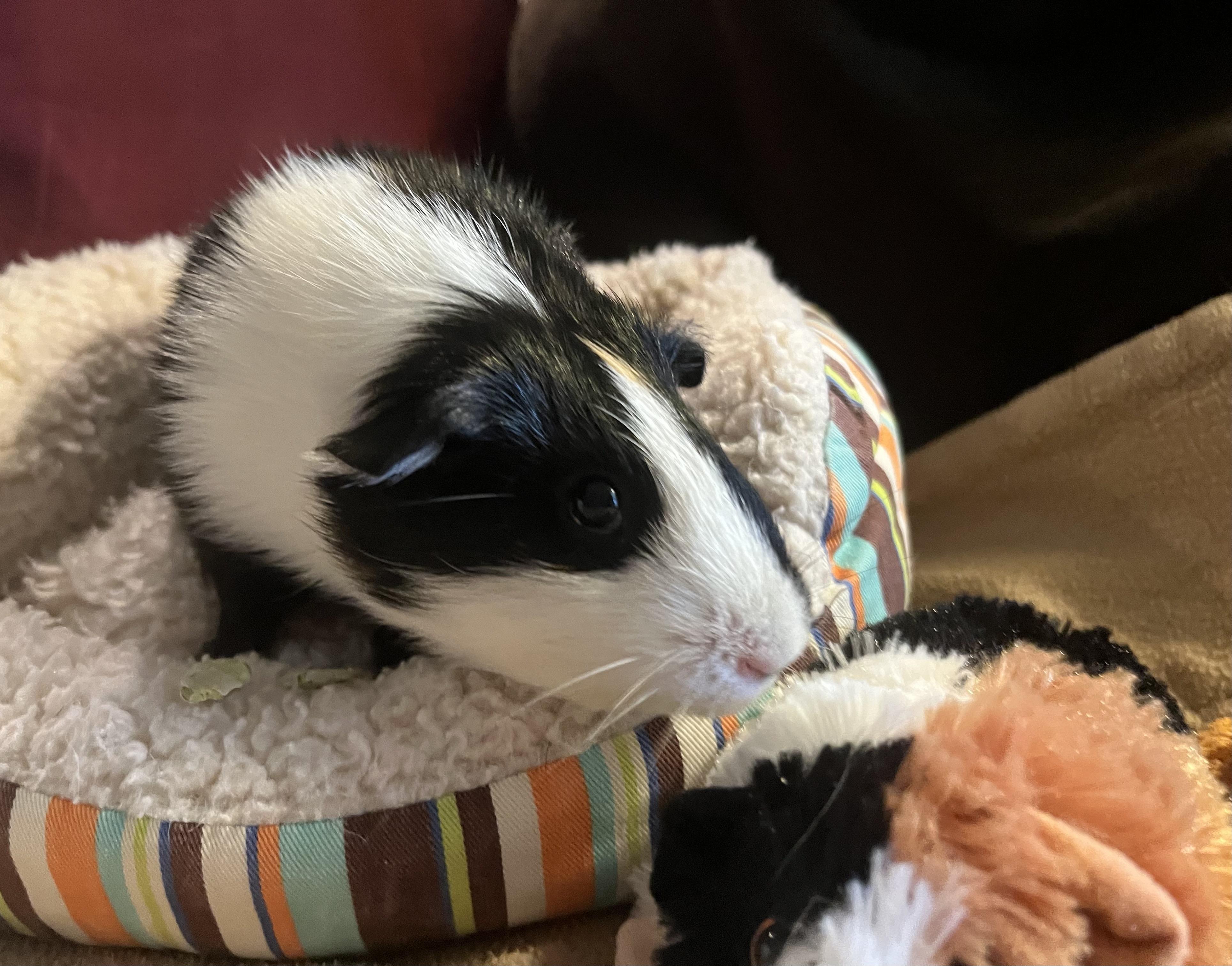Enlarge Clementine, an adoptable Guinea Pig in Austin, TX image 4/6