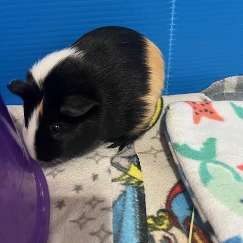 Clementine & Ruby, a Adoptable Guinea Pig in Austin, TX image 2/6