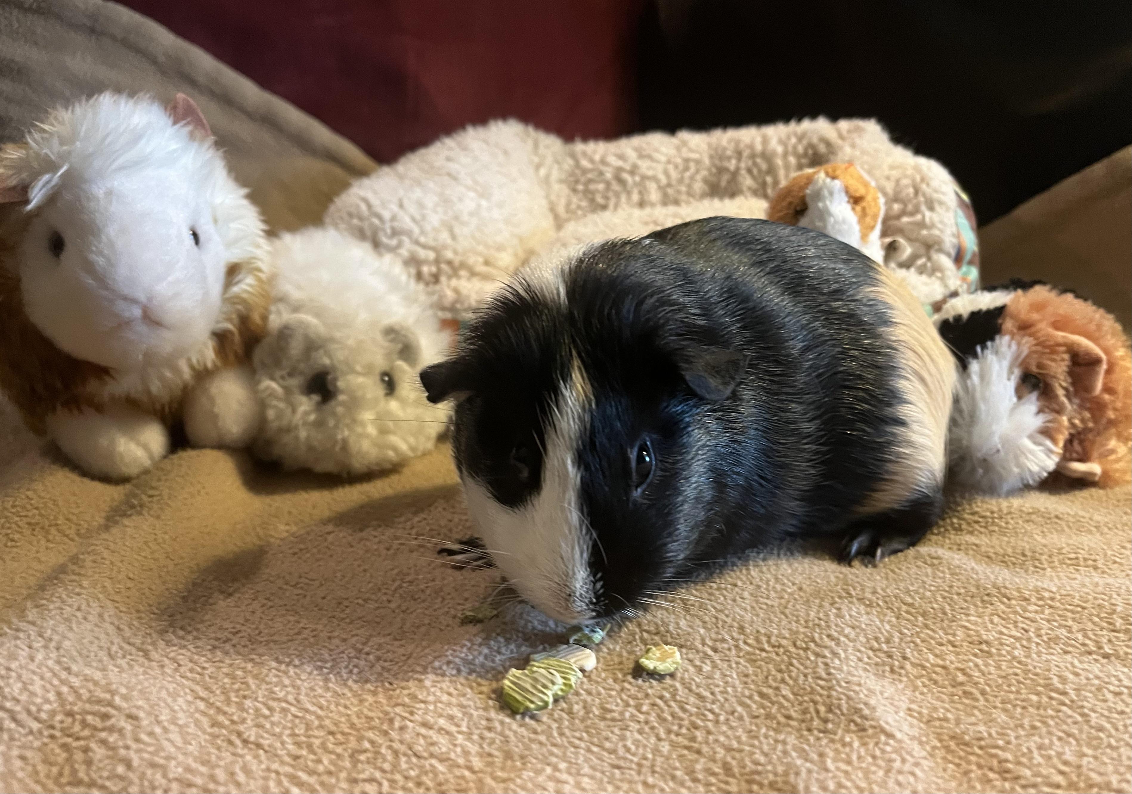Enlarge Clementine, an adoptable Guinea Pig in Austin, TX image 5/6