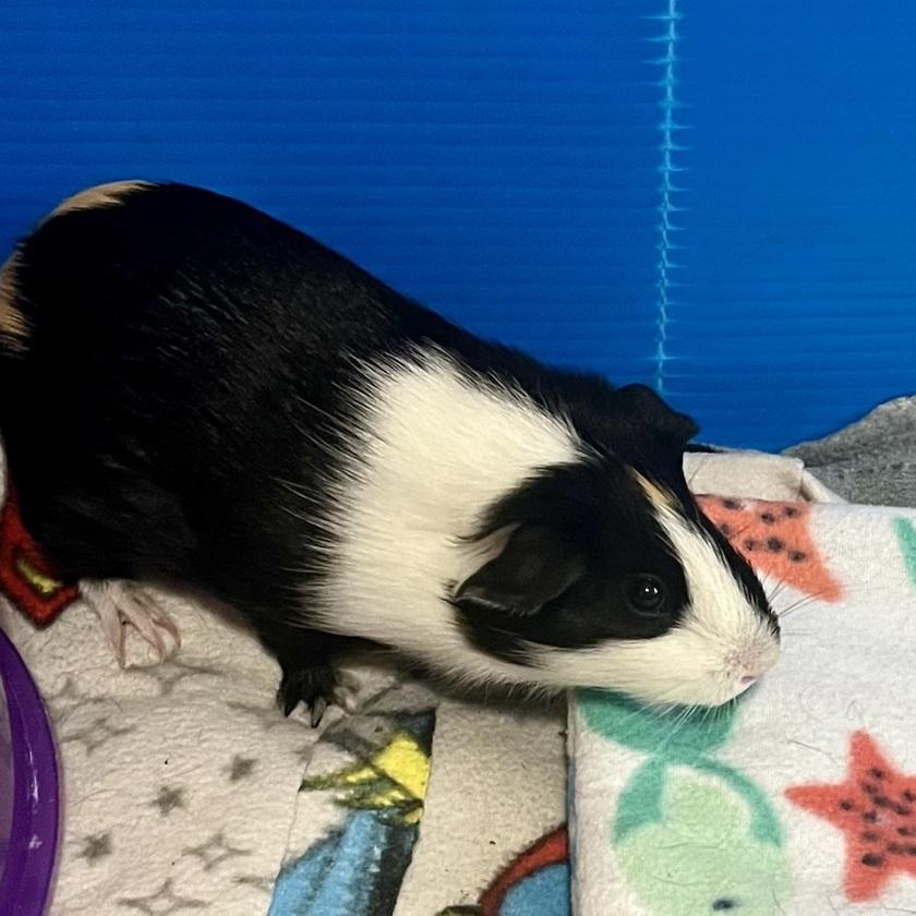 Clementine & Ruby, a Adoptable Guinea Pig in Austin, TX image 3/6