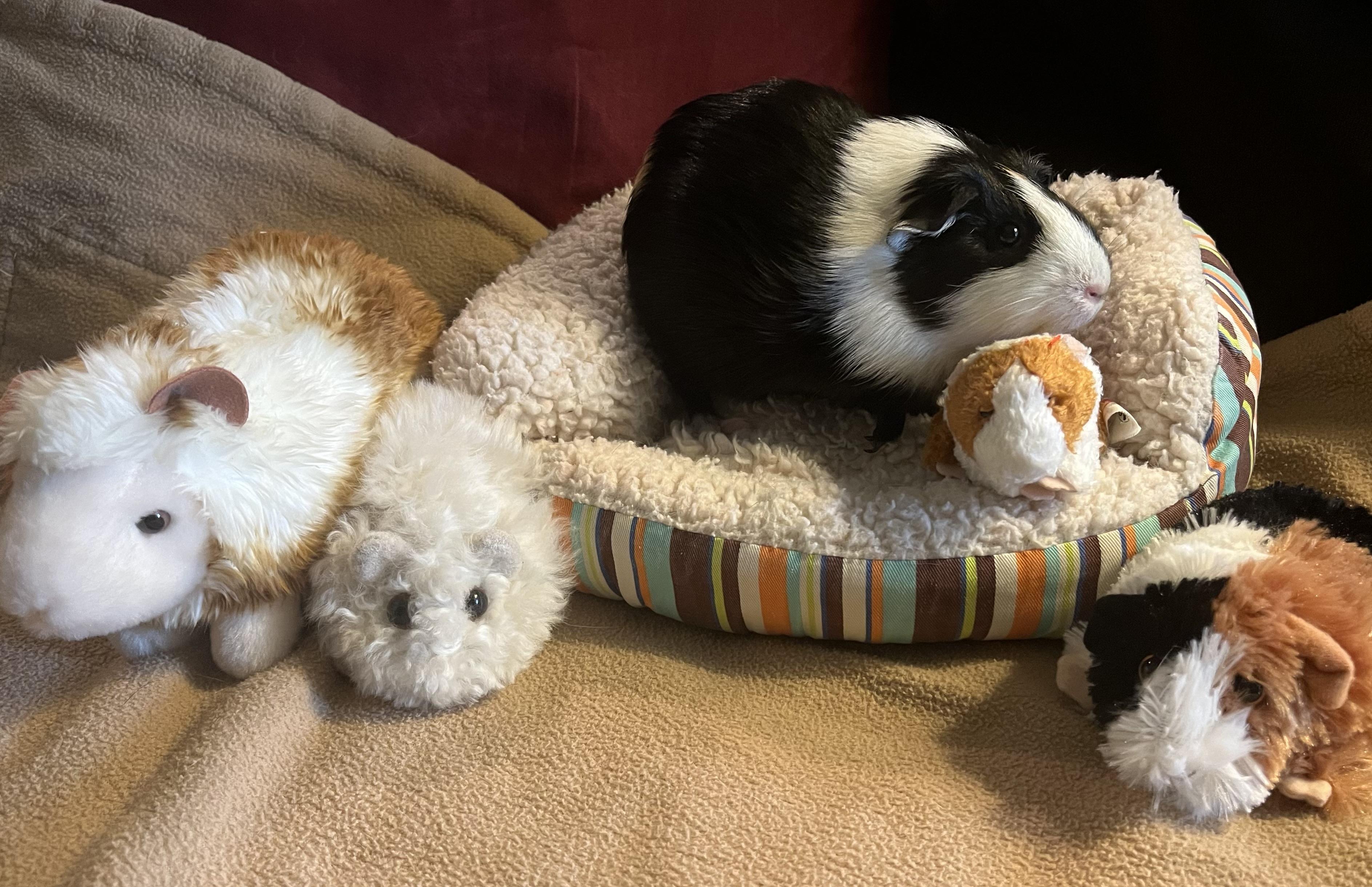 Enlarge Clementine, an adoptable Guinea Pig in Austin, TX image 1/6