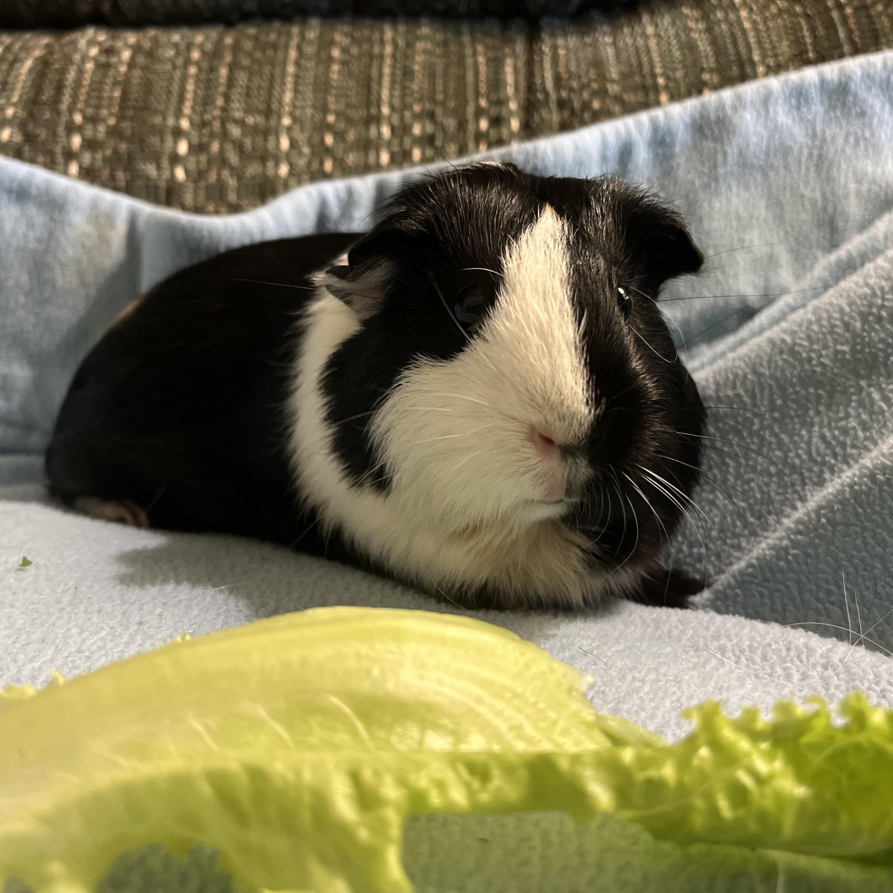 Enlarge Clementine, a Adoptable Guinea Pig in Austin, TX image 3/6