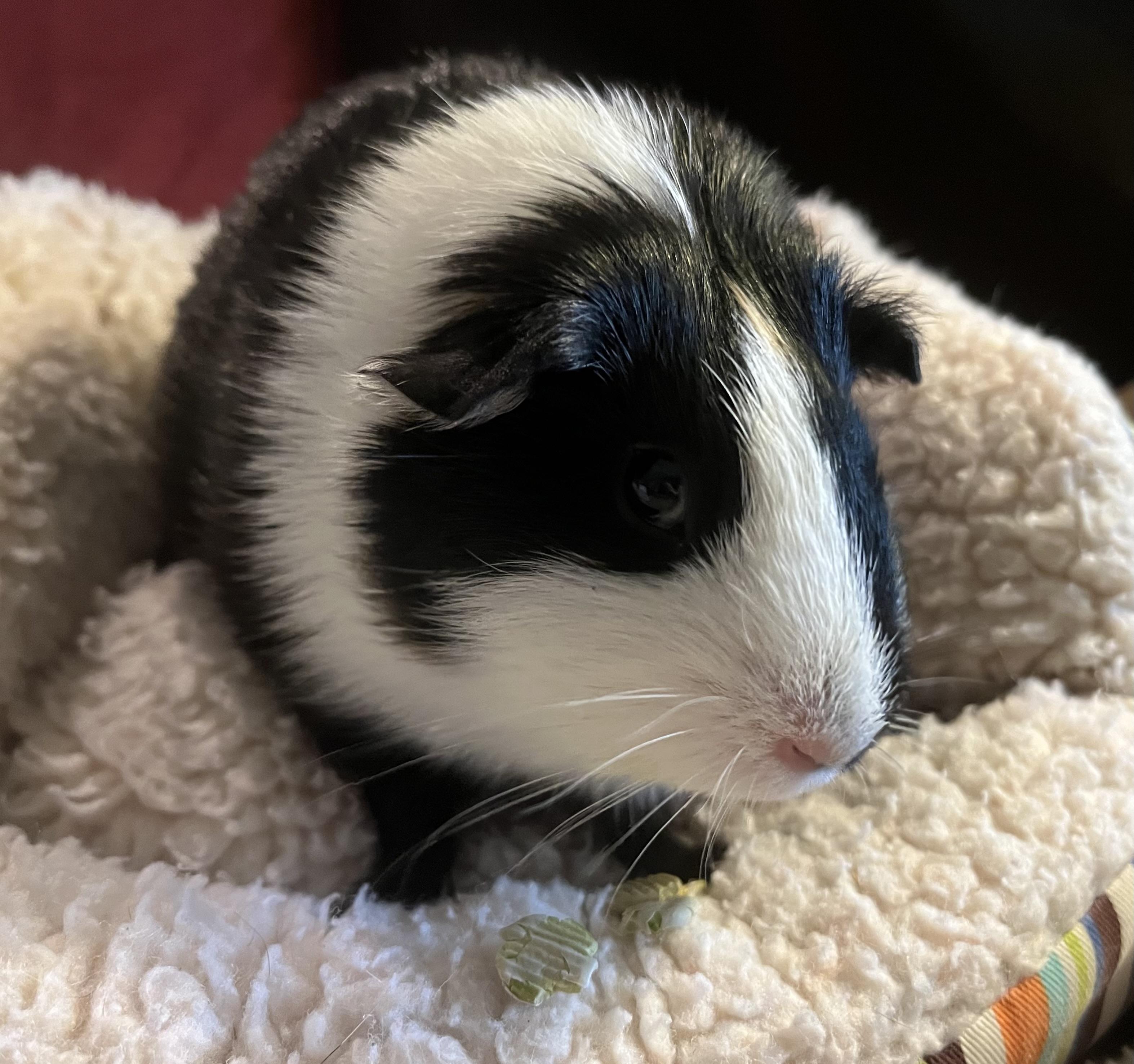 Enlarge Clementine, an adoptable Guinea Pig in Austin, TX image 2/6