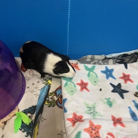 Clementine & Ruby, a Adoptable Guinea Pig in Austin, TX image 4/6