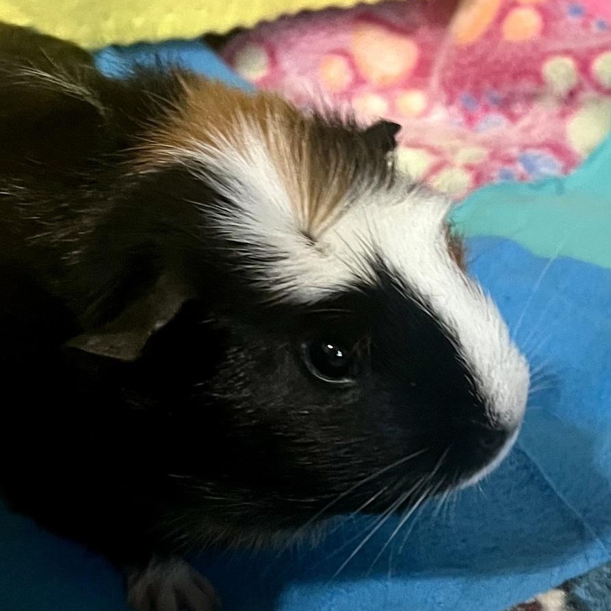 Clementine & Ruby, a Adoptable Guinea Pig in Austin, TX image 5/6