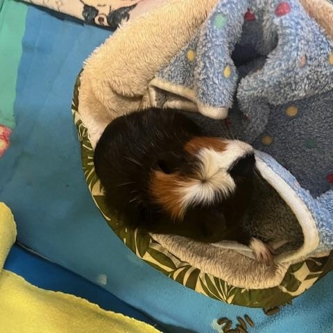 Clementine & Ruby, a Adoptable Guinea Pig in Austin, TX image 6/6