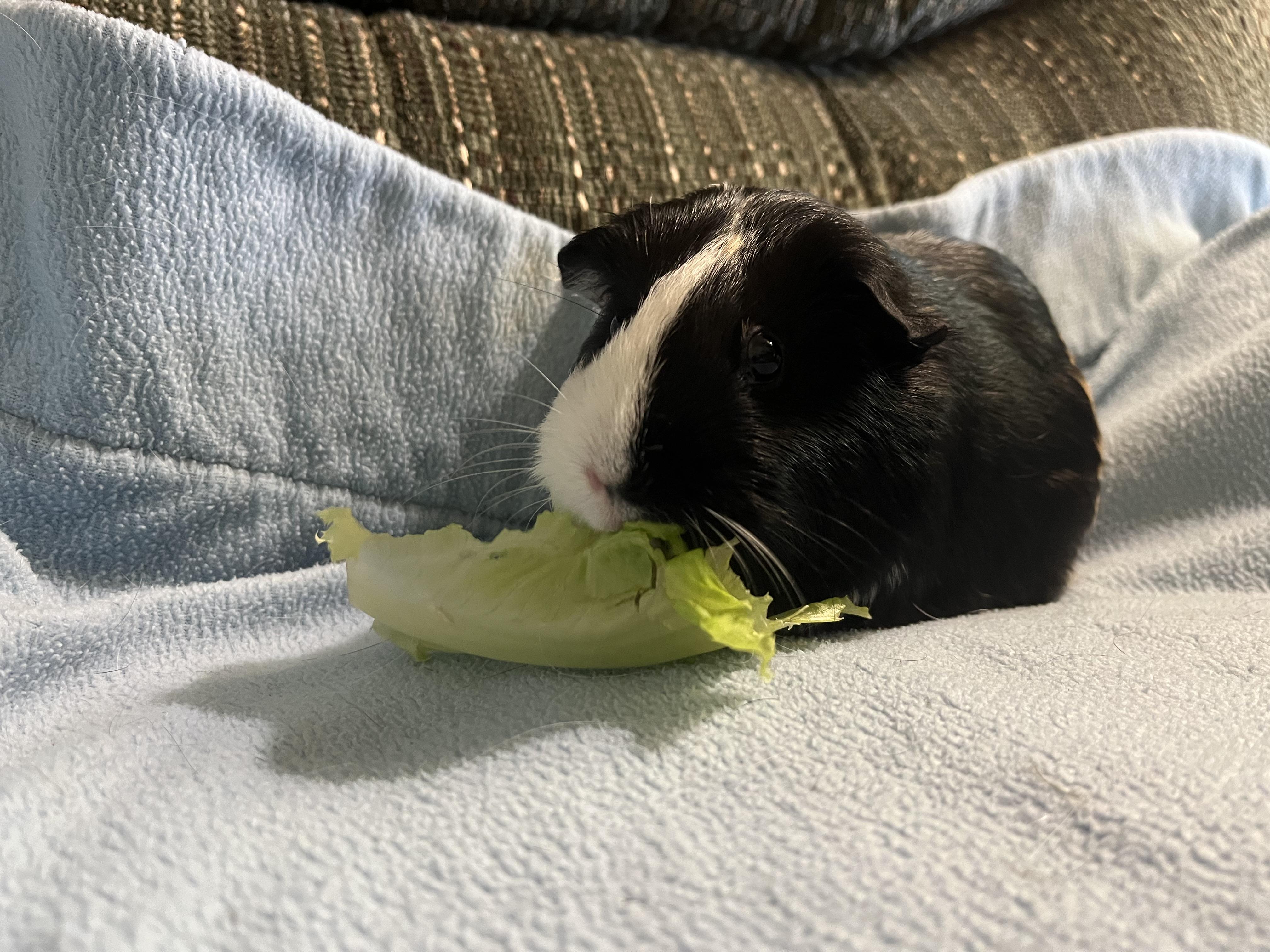 Enlarge Clementine, a Adoptable Guinea Pig in Austin, TX image 1/6