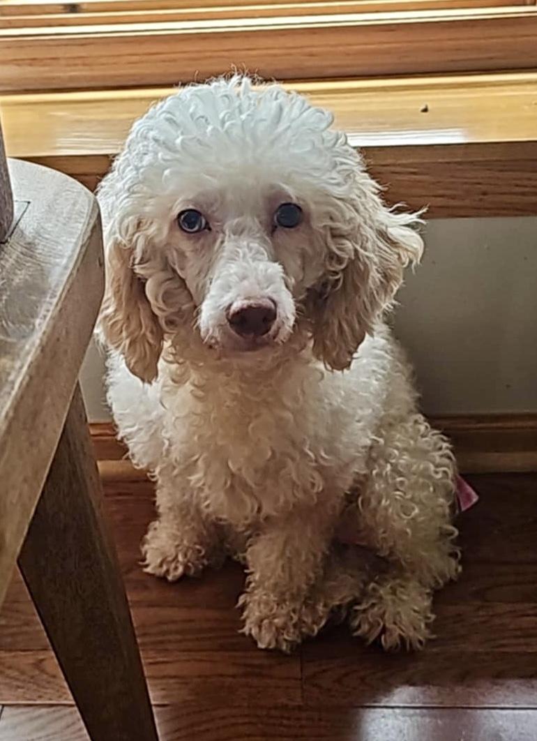 Freya. ADOPTED, Adoptable, Young Female Poodle.