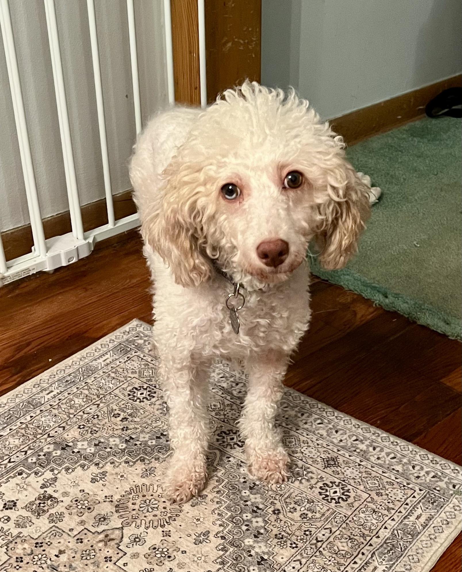 Freya. ADOPTED, a Adoptable Poodle in Union Grove, WI image 2/5