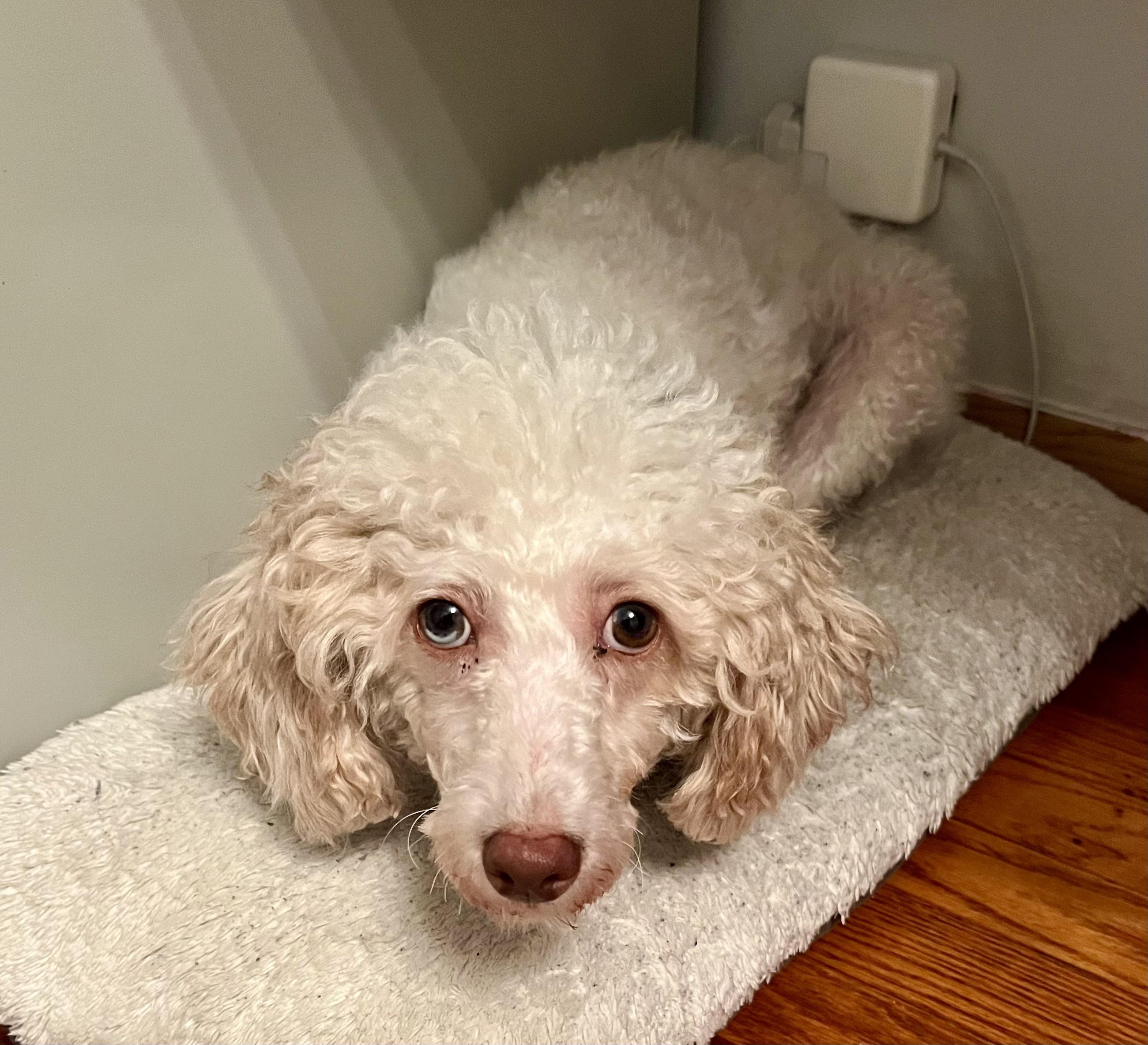 Freya. ADOPTED, a Adoptable Poodle in Union Grove, WI image 3/5