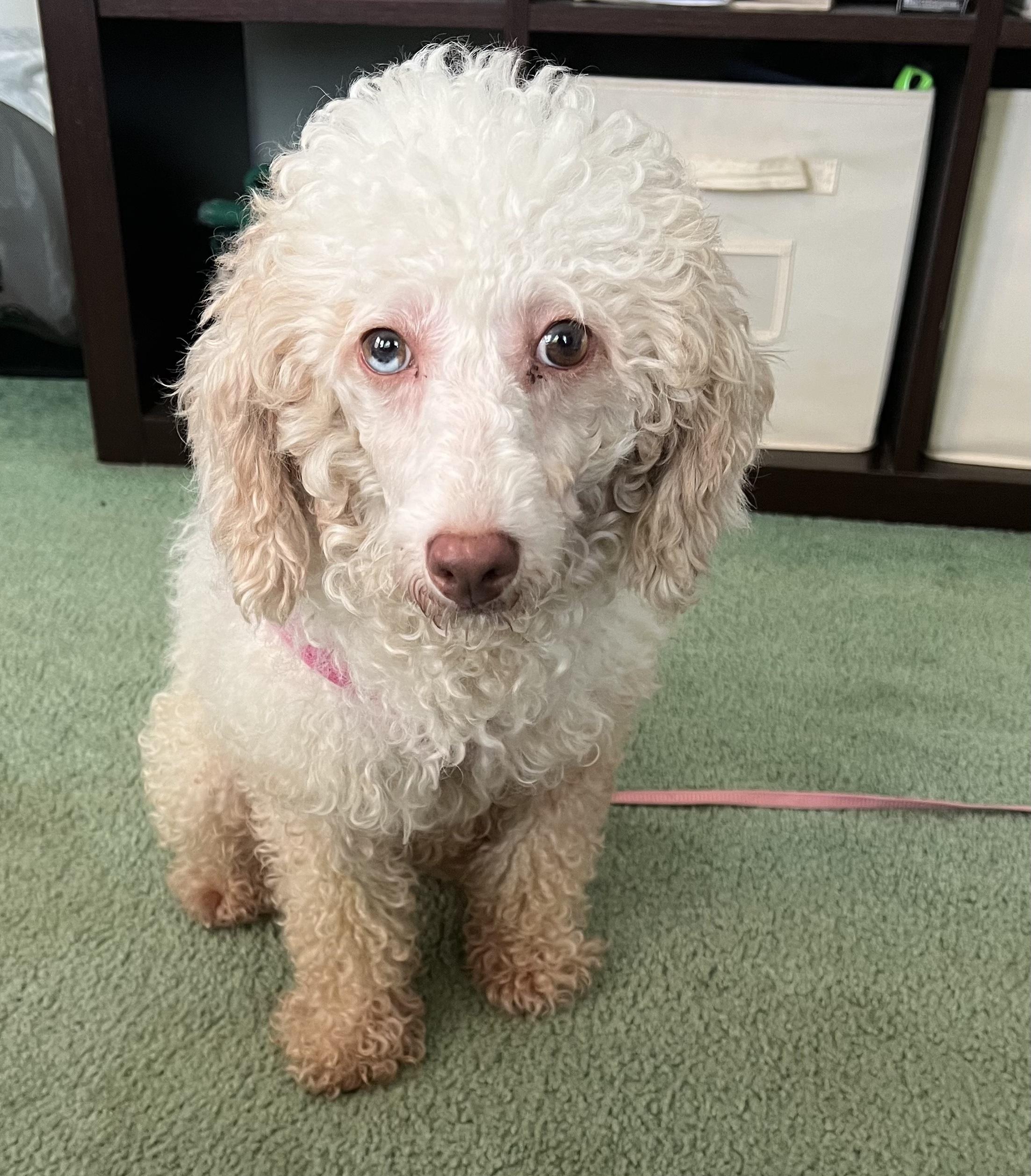 Freya. ADOPTED, a Adoptable Poodle in Union Grove, WI image 4/5