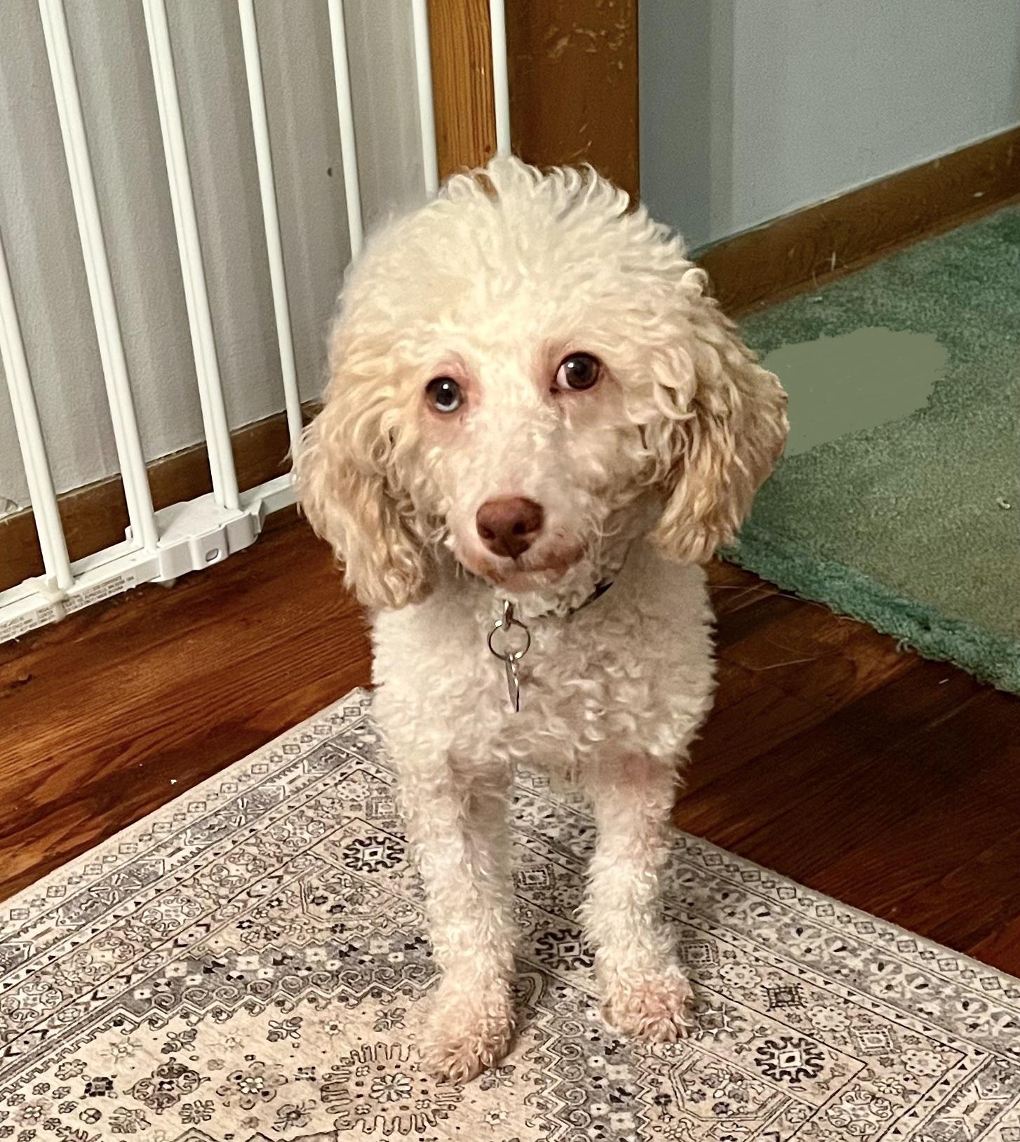 Freya. ADOPTED, a Adoptable Poodle in Union Grove, WI image 5/5