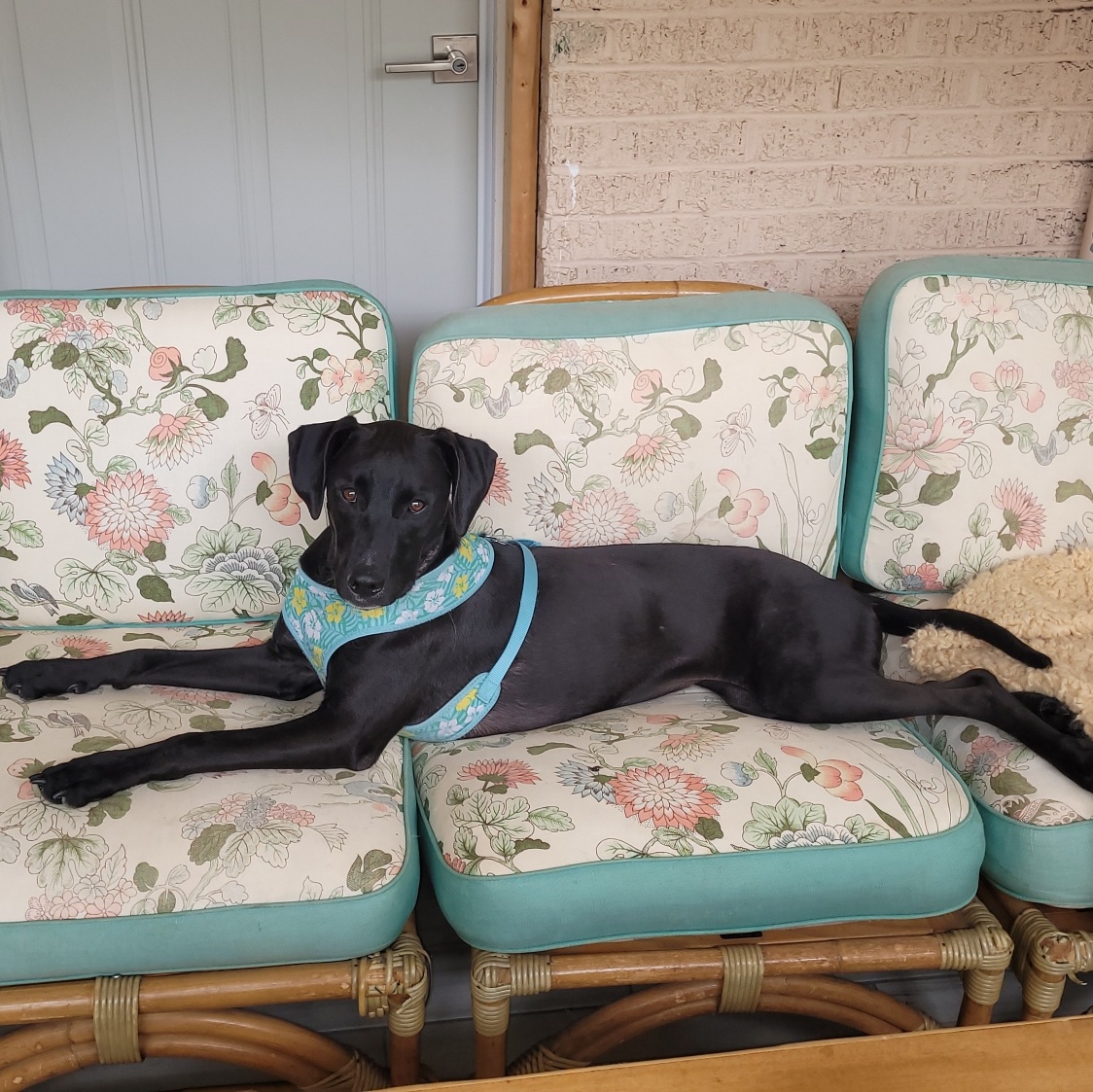 Dog for adoption Mabel, a Black Labrador Retriever Mix in Hot Springs