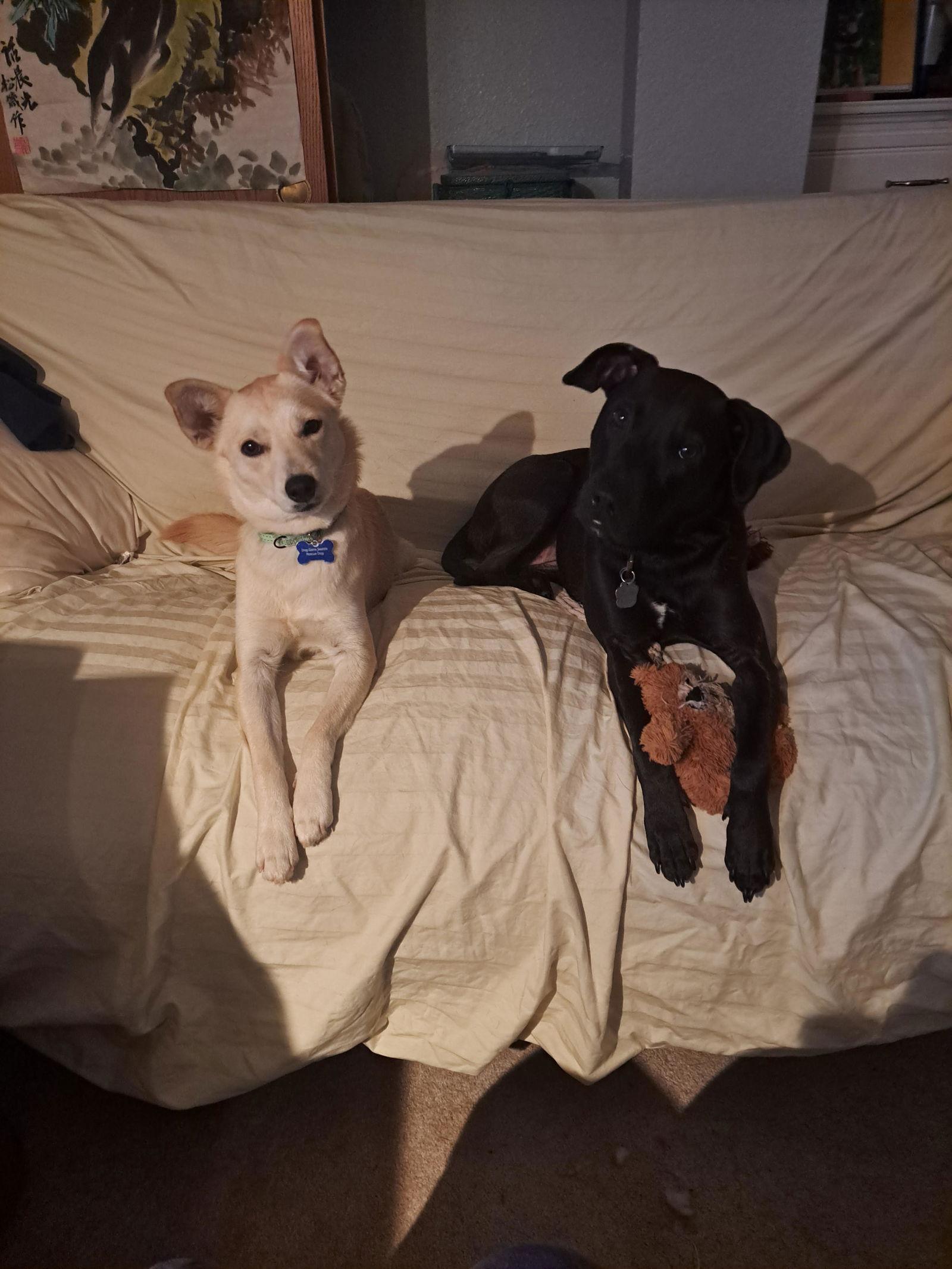 Lizzie, Adopted, Adult Female Chihuahua.