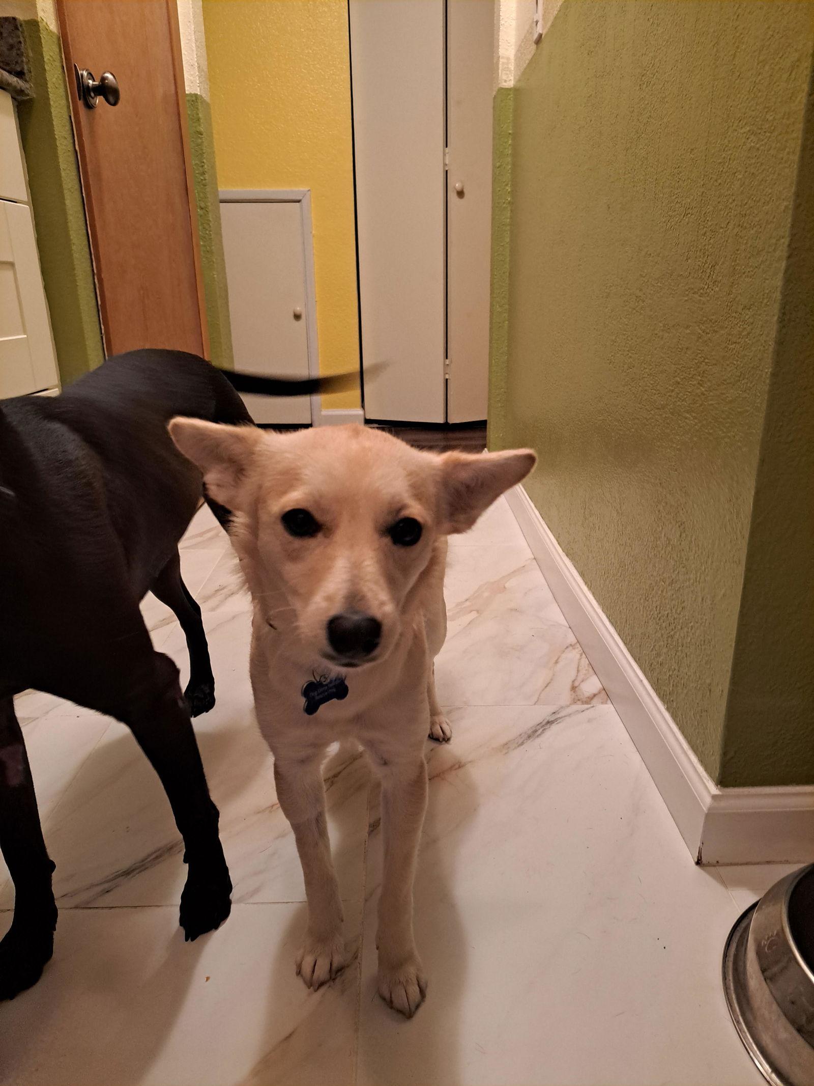 Lizzie, Adopted, Adult Female Chihuahua.