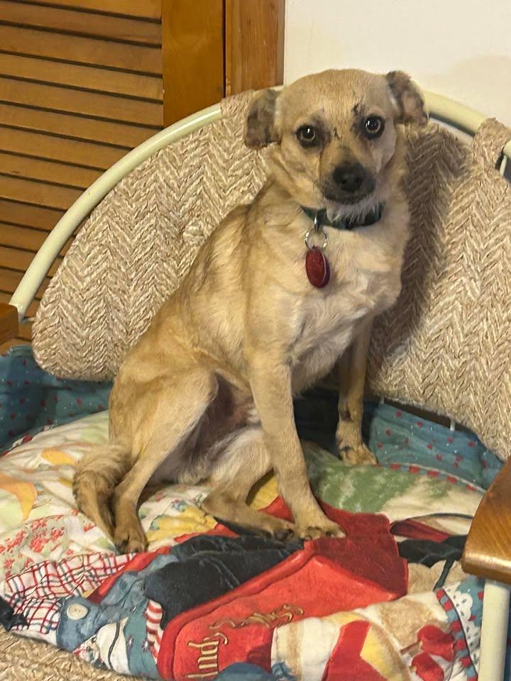 Enlarge Rocky, a Adopted mixed breed in Wichita, KS image 1/2