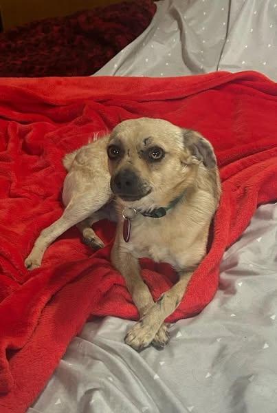 Enlarge Rocky, a Adopted mixed breed in Wichita, KS image 2/2