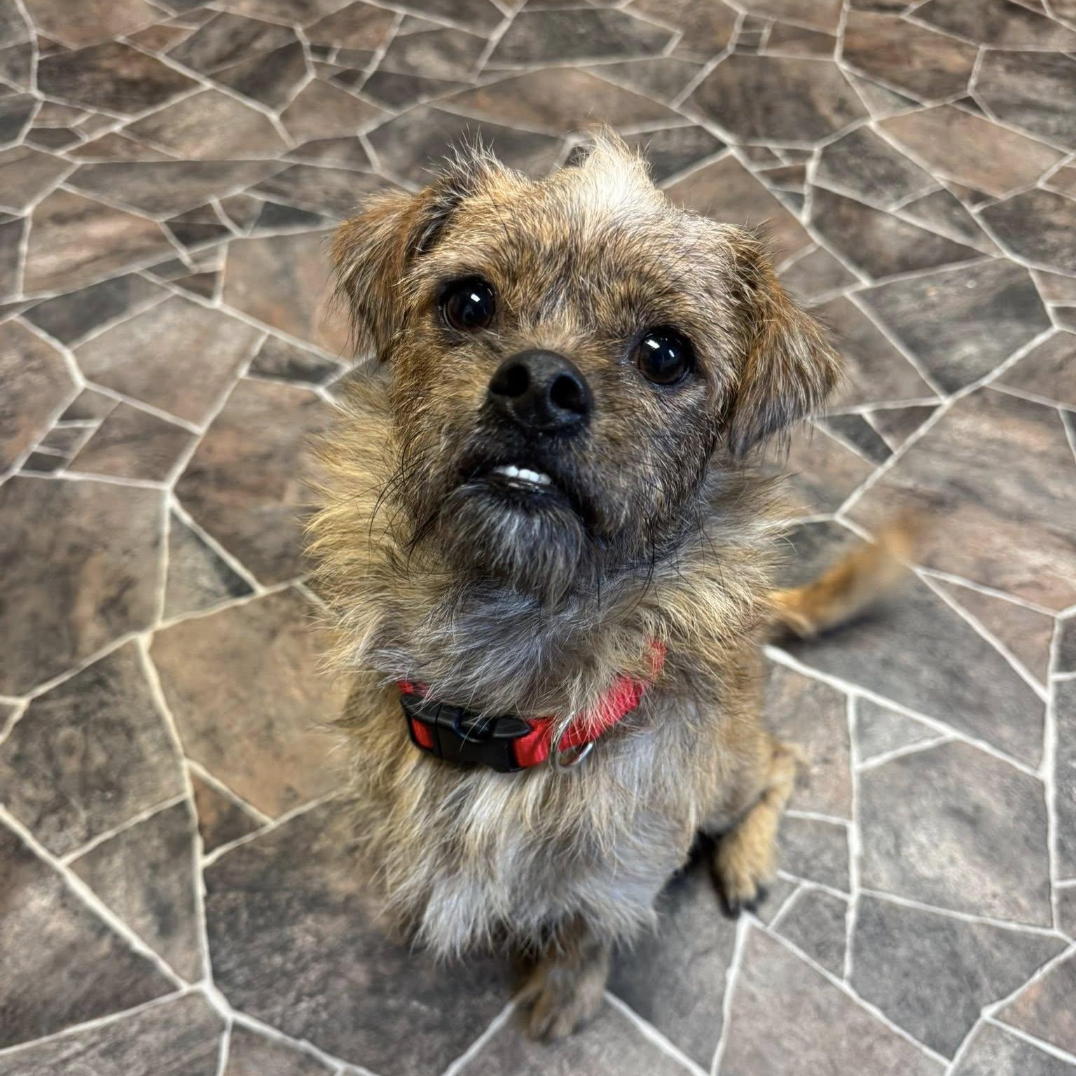 Nameko, Adopted, Adult Male Terrier.