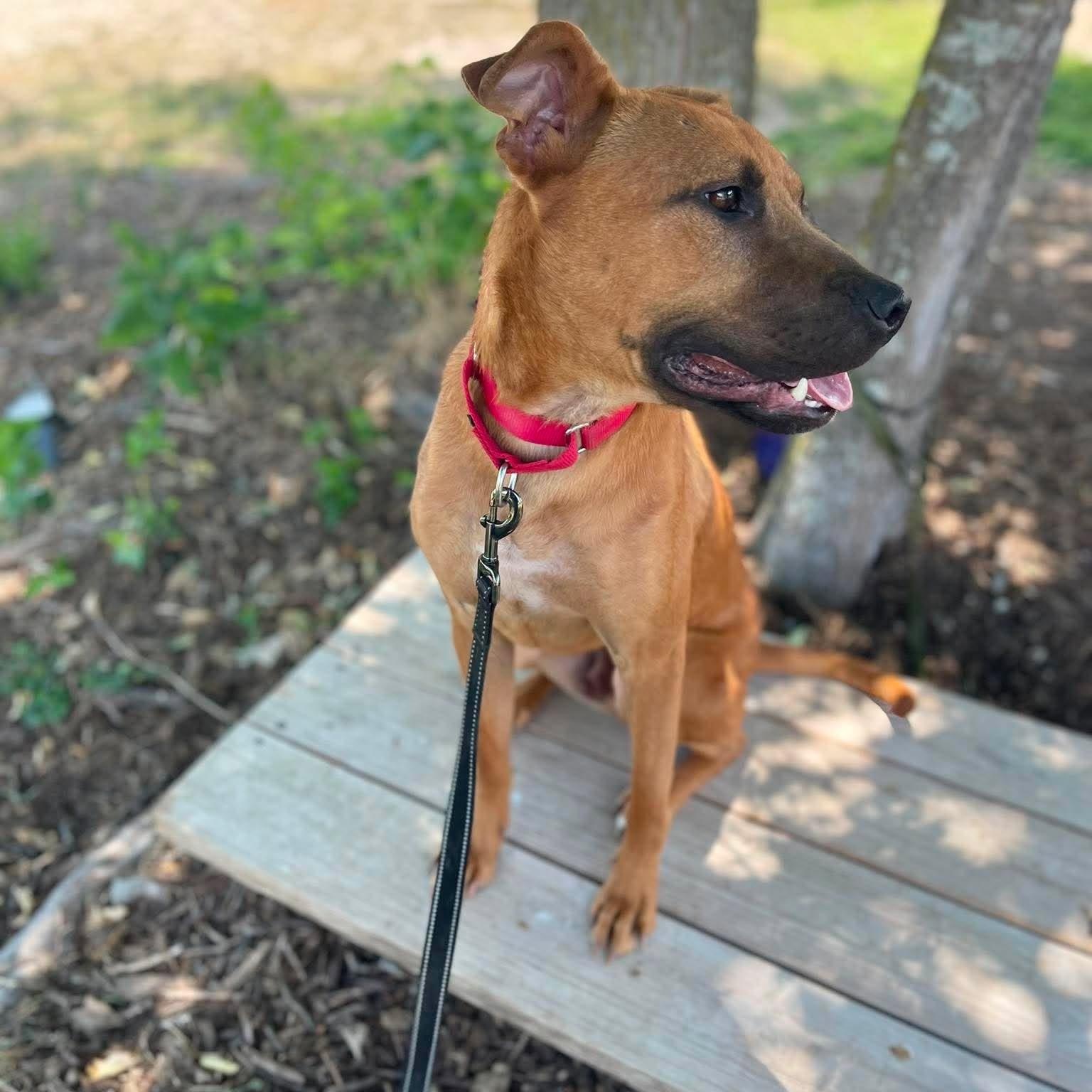 Enlarge Lucas, a Adoptable mixed breed in Colorado Springs, CO image 2/6