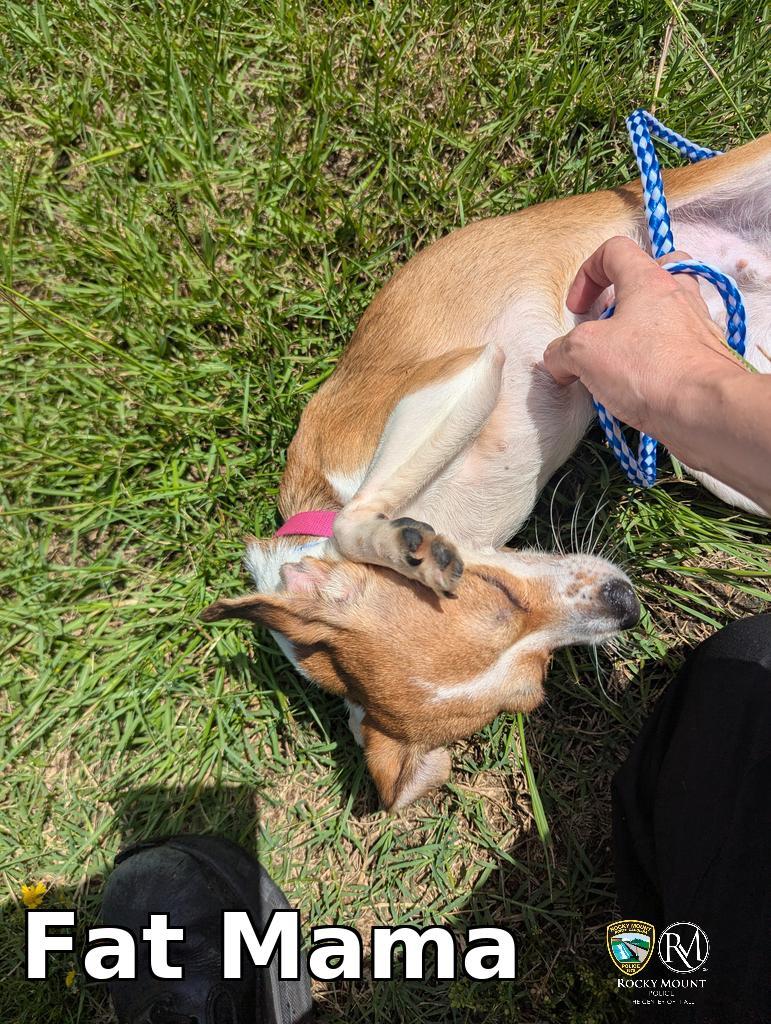 Enlarge Fat Mama, a Adopted Chihuahua in Rocky Mount, NC image 1/1