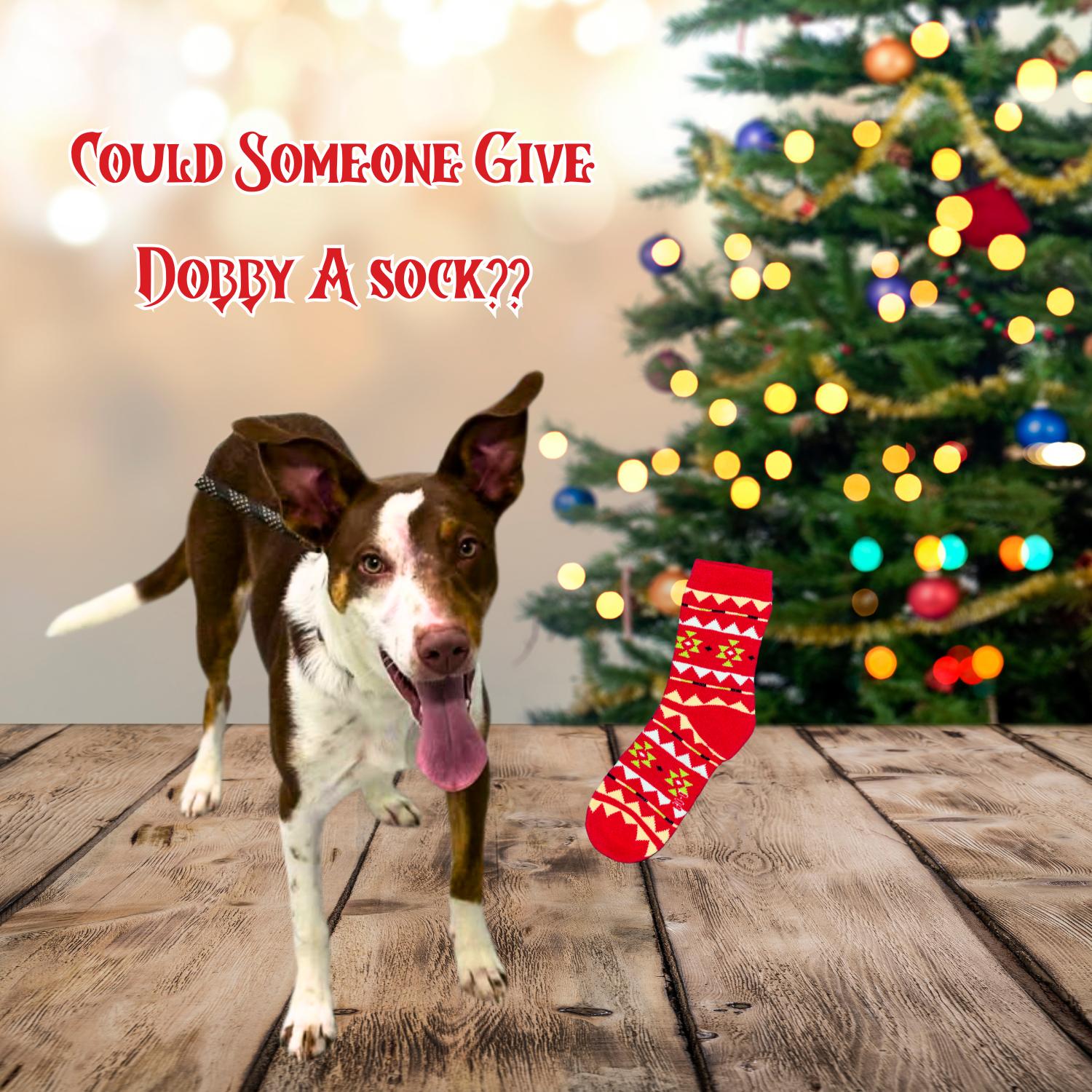 Enlarge Dobby, a Adoptable mixed breed in Bardstown, KY image 1/6