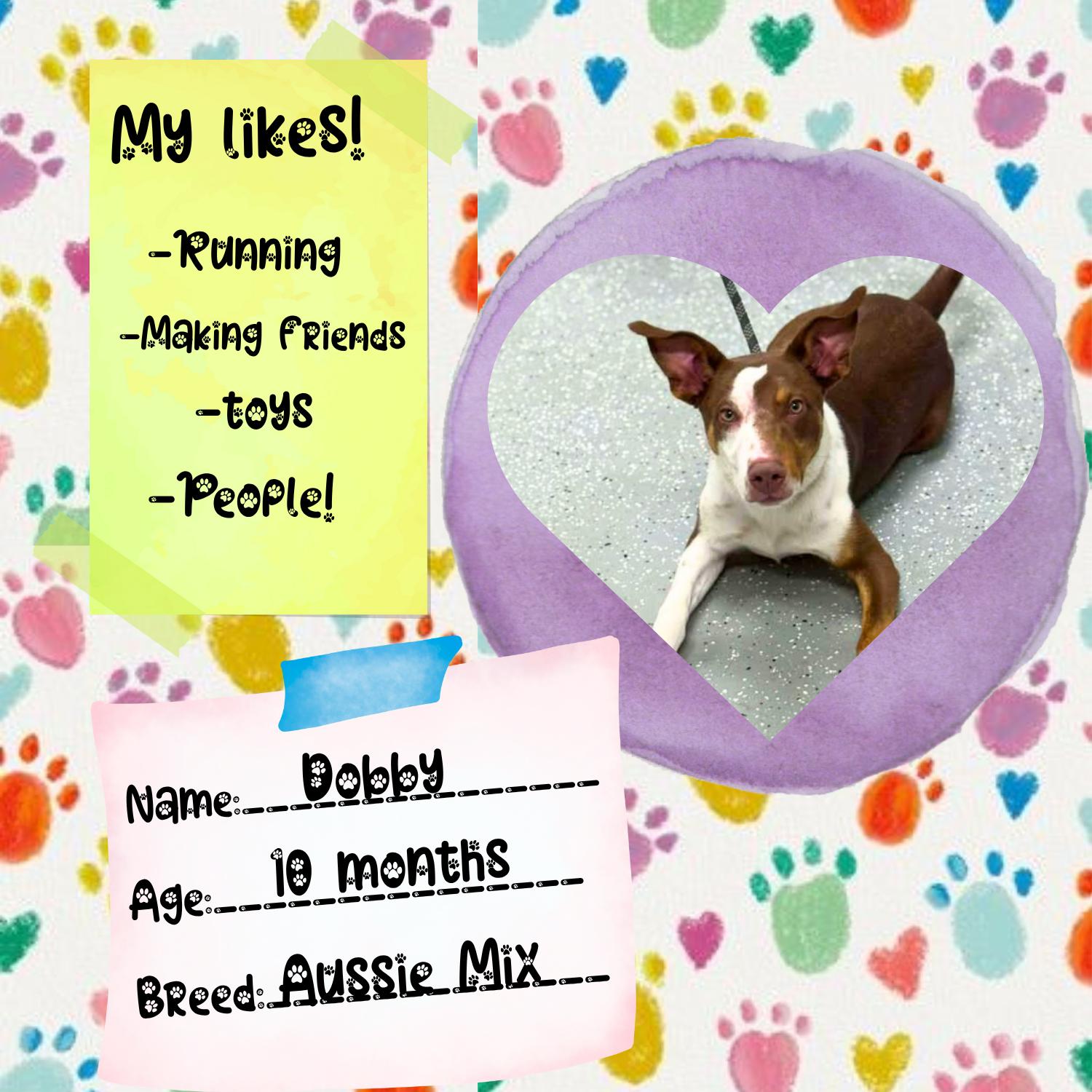 Enlarge Dobby, a Adoptable mixed breed in Bardstown, KY image 3/6