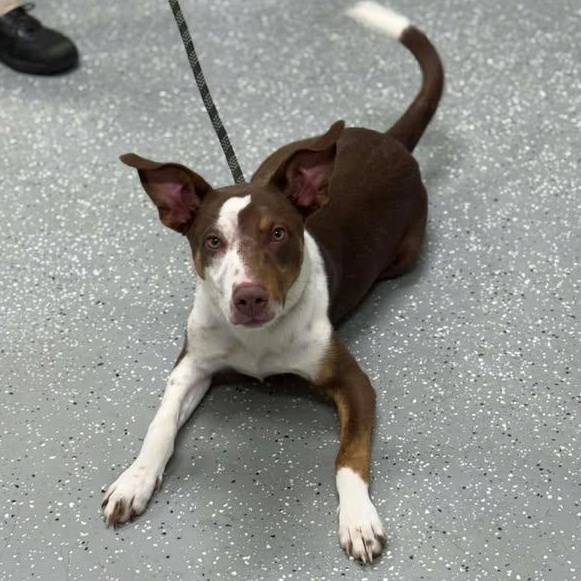 Enlarge Dobby, a Adoptable mixed breed in Bardstown, KY image 5/6