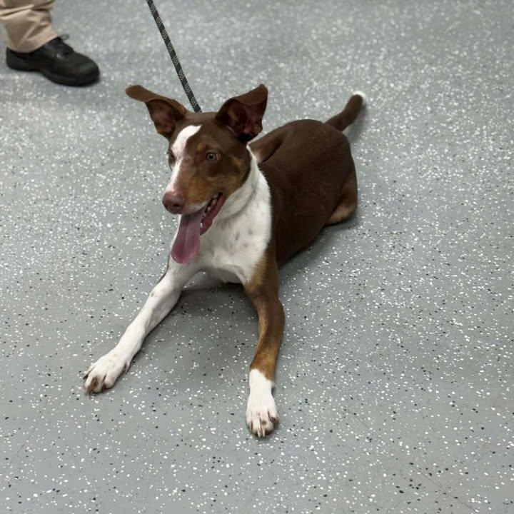 Enlarge Dobby, a Adoptable mixed breed in Bardstown, KY image 6/6