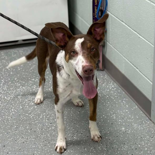 Enlarge Dobby, a Adoptable mixed breed in Bardstown, KY image 2/6