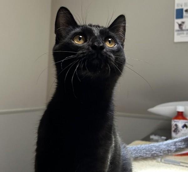 Stegosaurus, Adoptable, Kitten Male Domestic Short Hair.