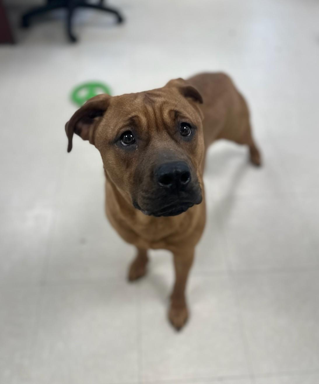 Enlarge Hyacinth, an adopted mixed breed in Clayton, NJ image 2/3