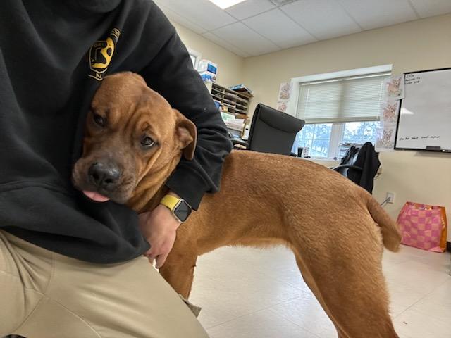 Enlarge Hyacinth, an adopted mixed breed in Clayton, NJ image 3/3