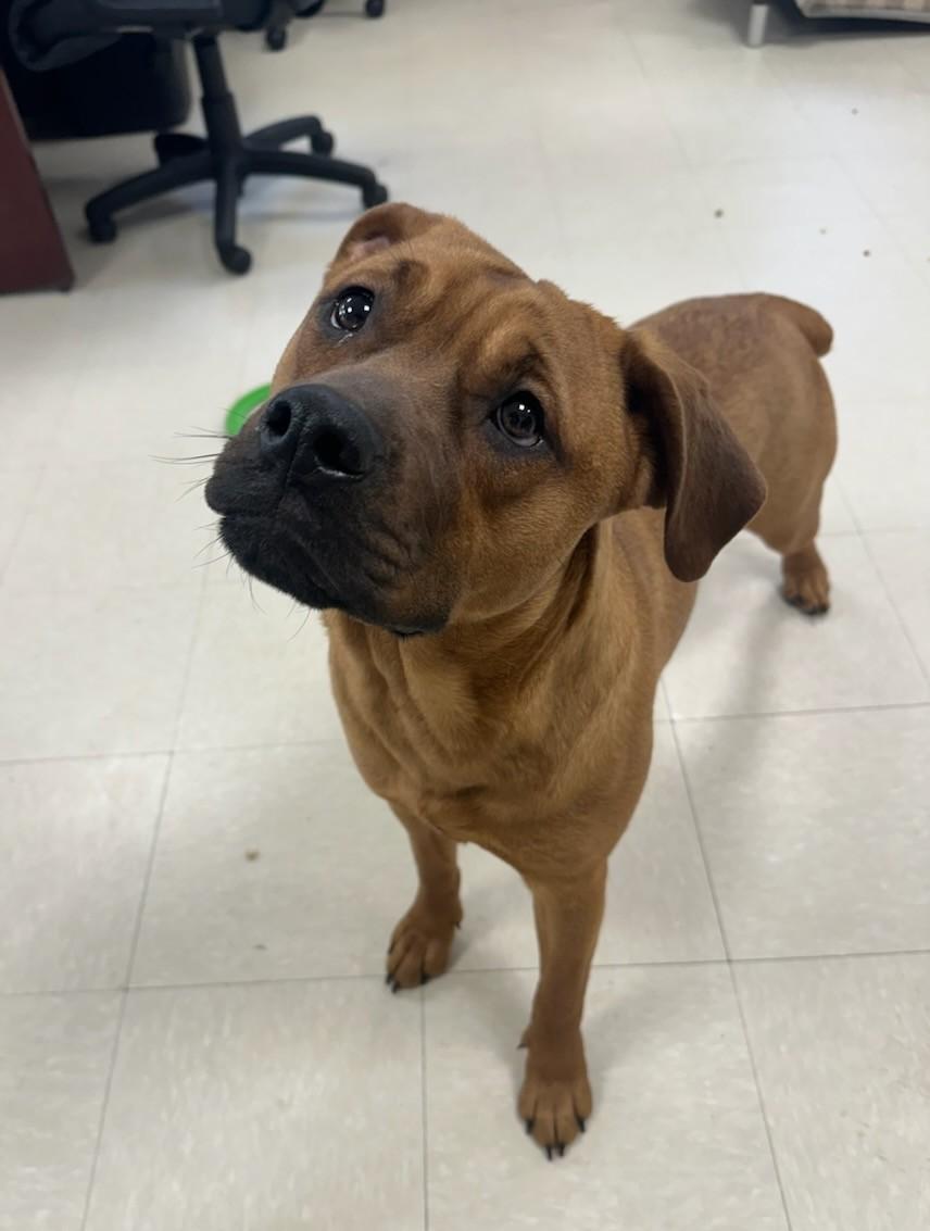 Hyacinth, adopted, Puppy Female Mastiff & Labrador Retriever.