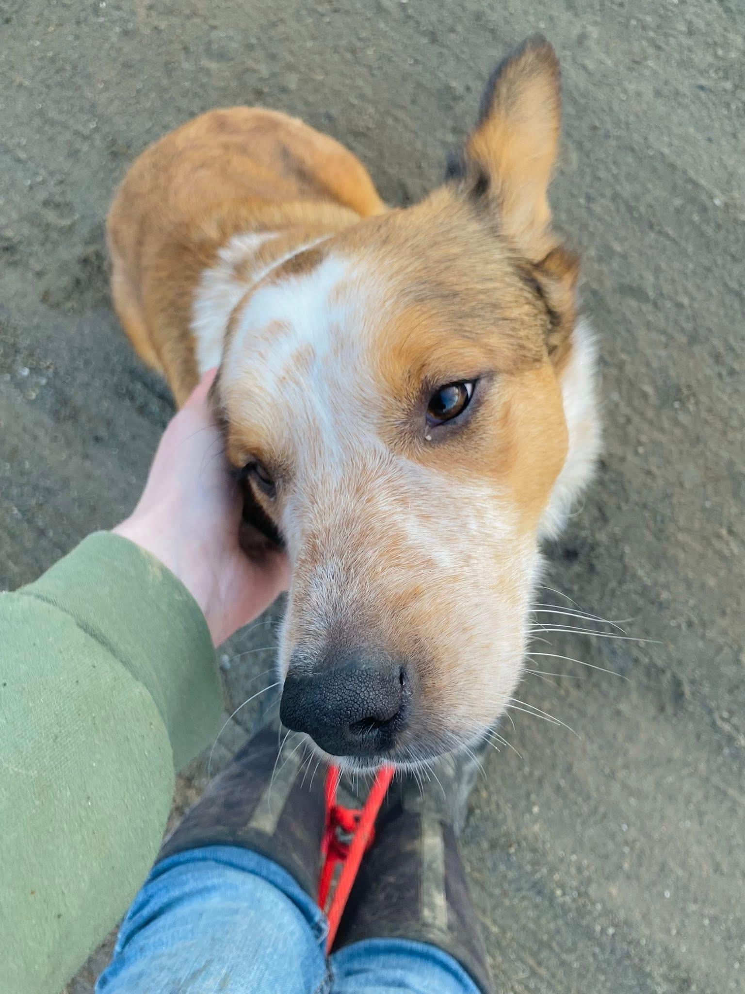 Enlarge Oz, a ADOPTABLE mixed breed in Brooks, ME image 2/5
