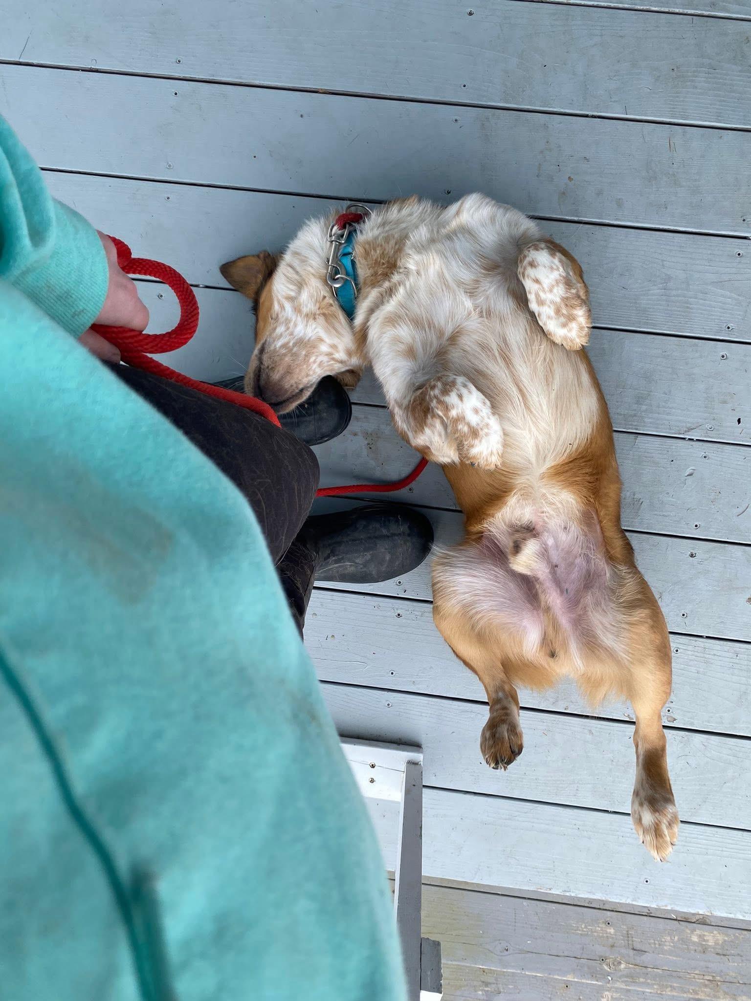 Enlarge Oz, a ADOPTABLE mixed breed in Brooks, ME image 5/5