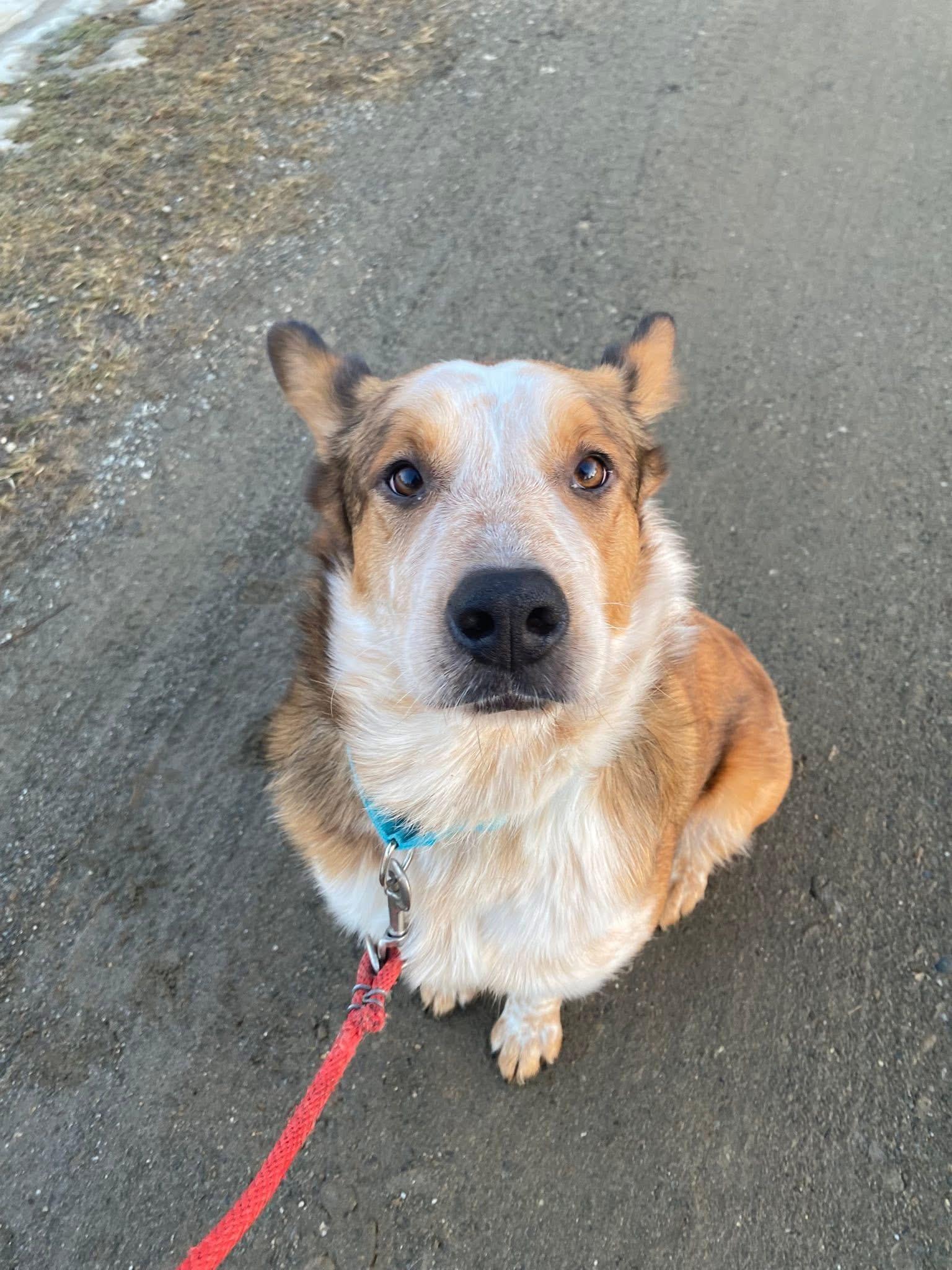 Enlarge Oz, a ADOPTABLE mixed breed in Brooks, ME image 4/5