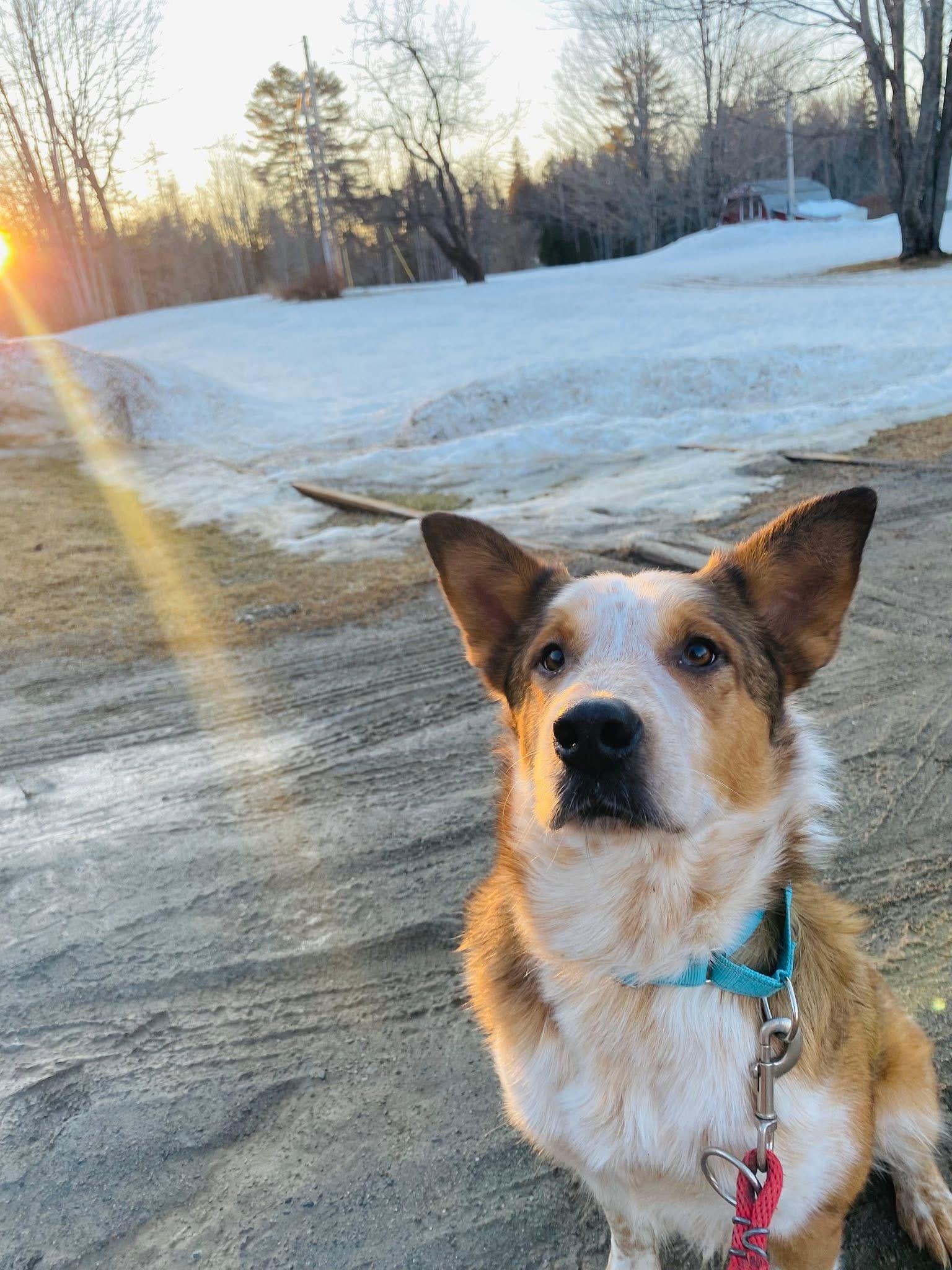Enlarge Oz, a ADOPTABLE mixed breed in Brooks, ME image 1/5