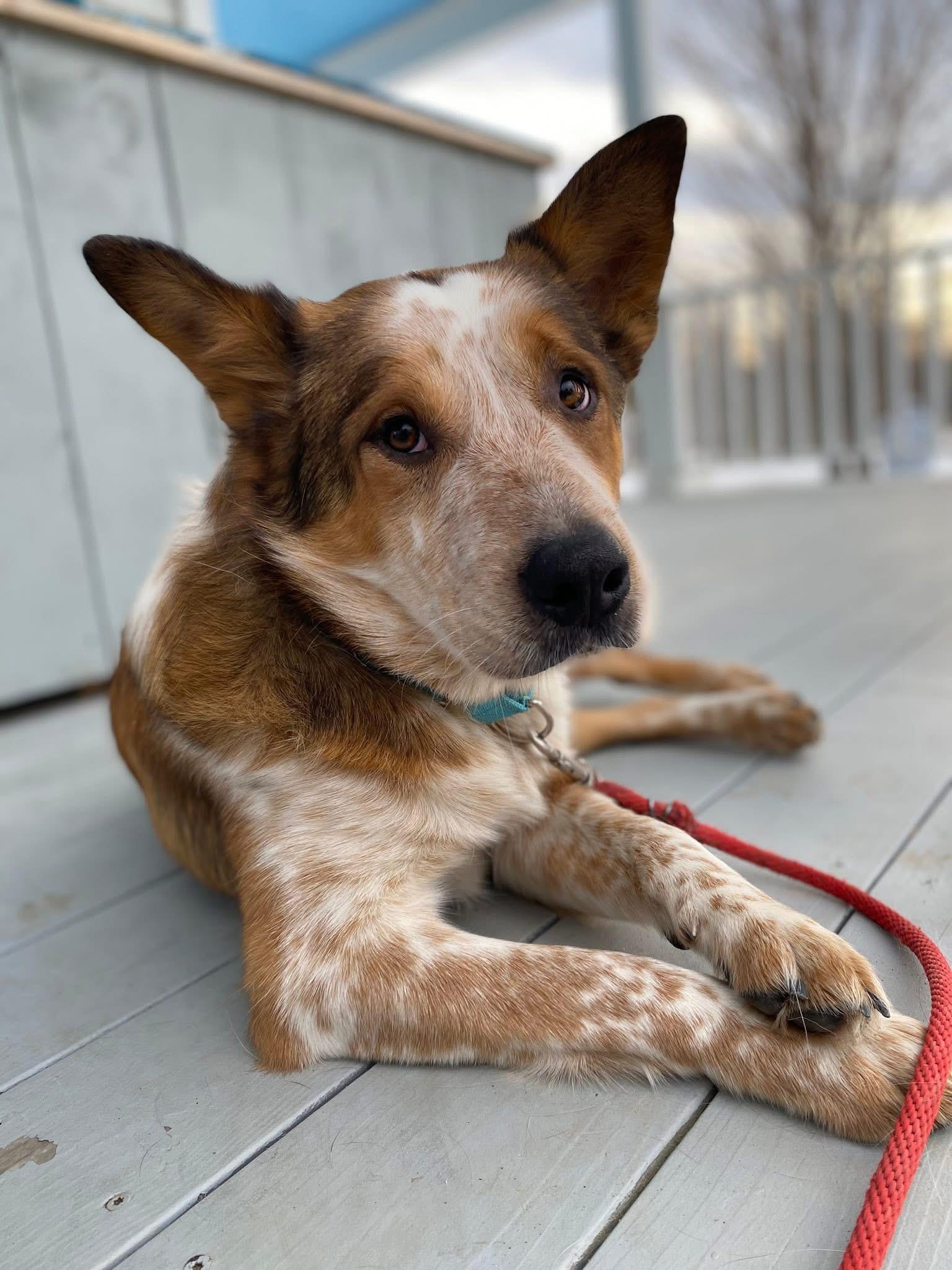 Enlarge Oz, a ADOPTABLE mixed breed in Brooks, ME image 3/5