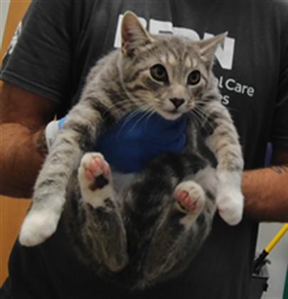 KIRBY, Adoptable, Young Male Domestic Short Hair & Domestic Short Hair.