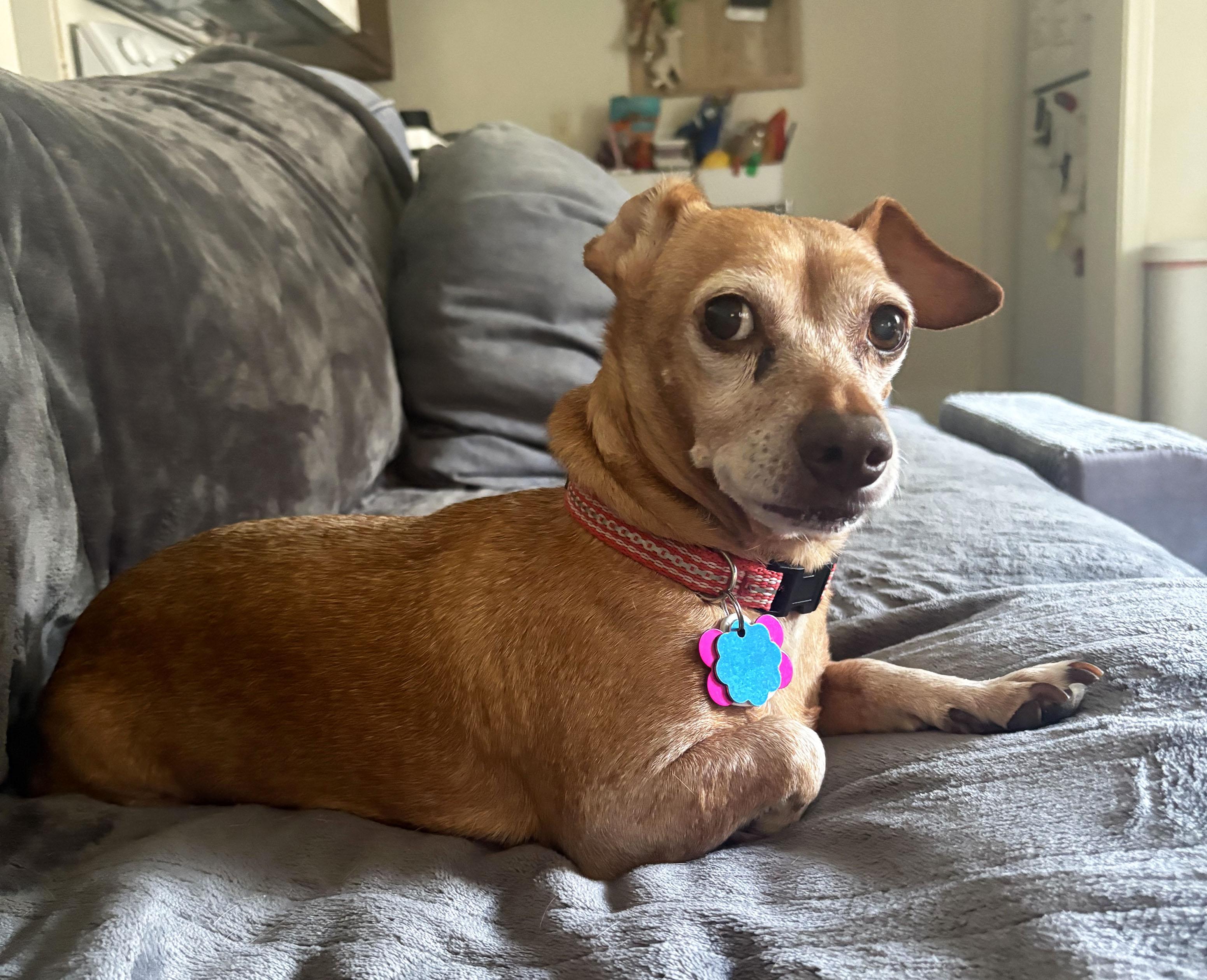 Enlarge Elanore, a ADOPTABLE Chiweenie in Manhattan, KS image 4/5