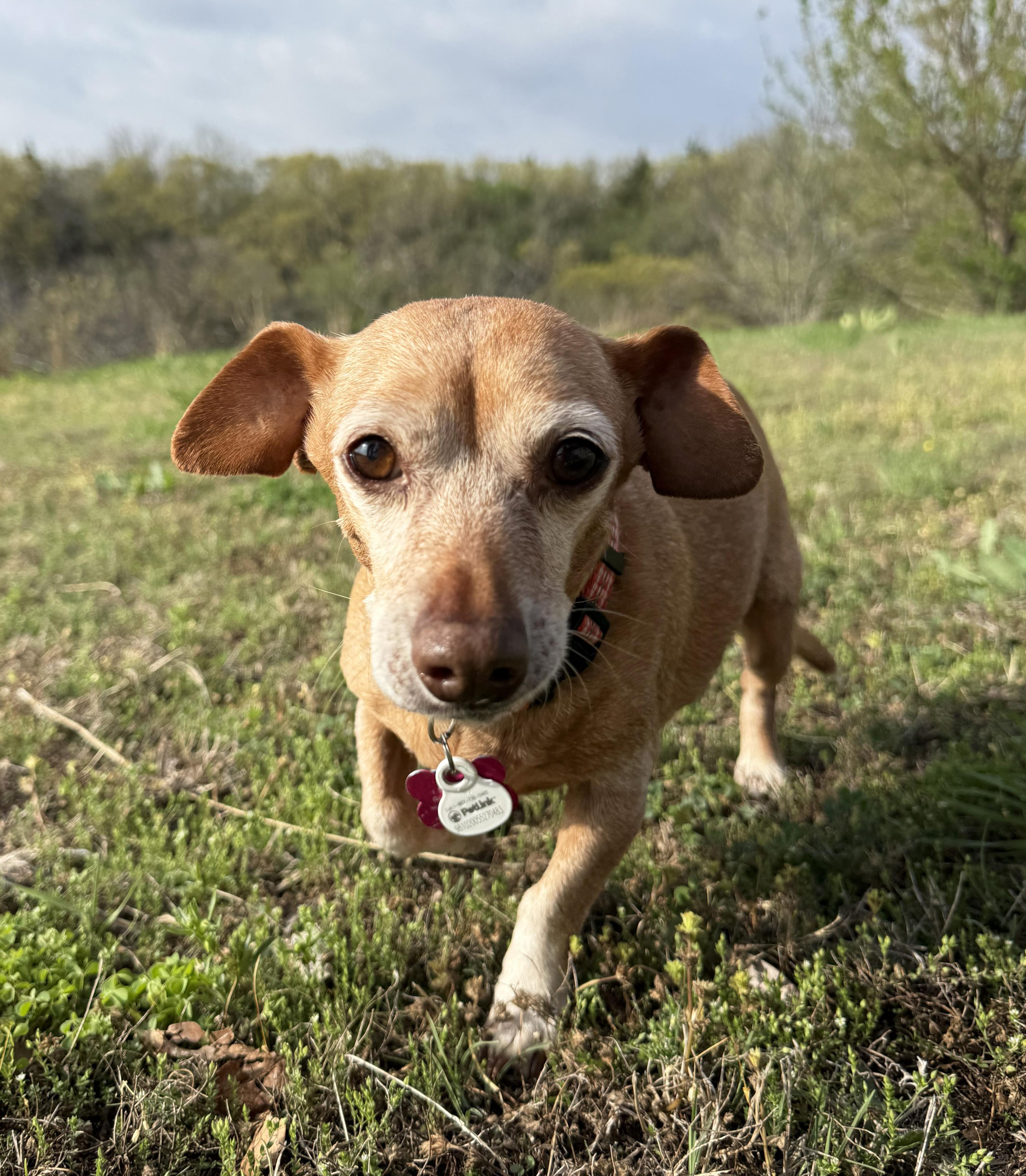 Enlarge Elanore, a ADOPTABLE Chiweenie in Manhattan, KS image 2/6