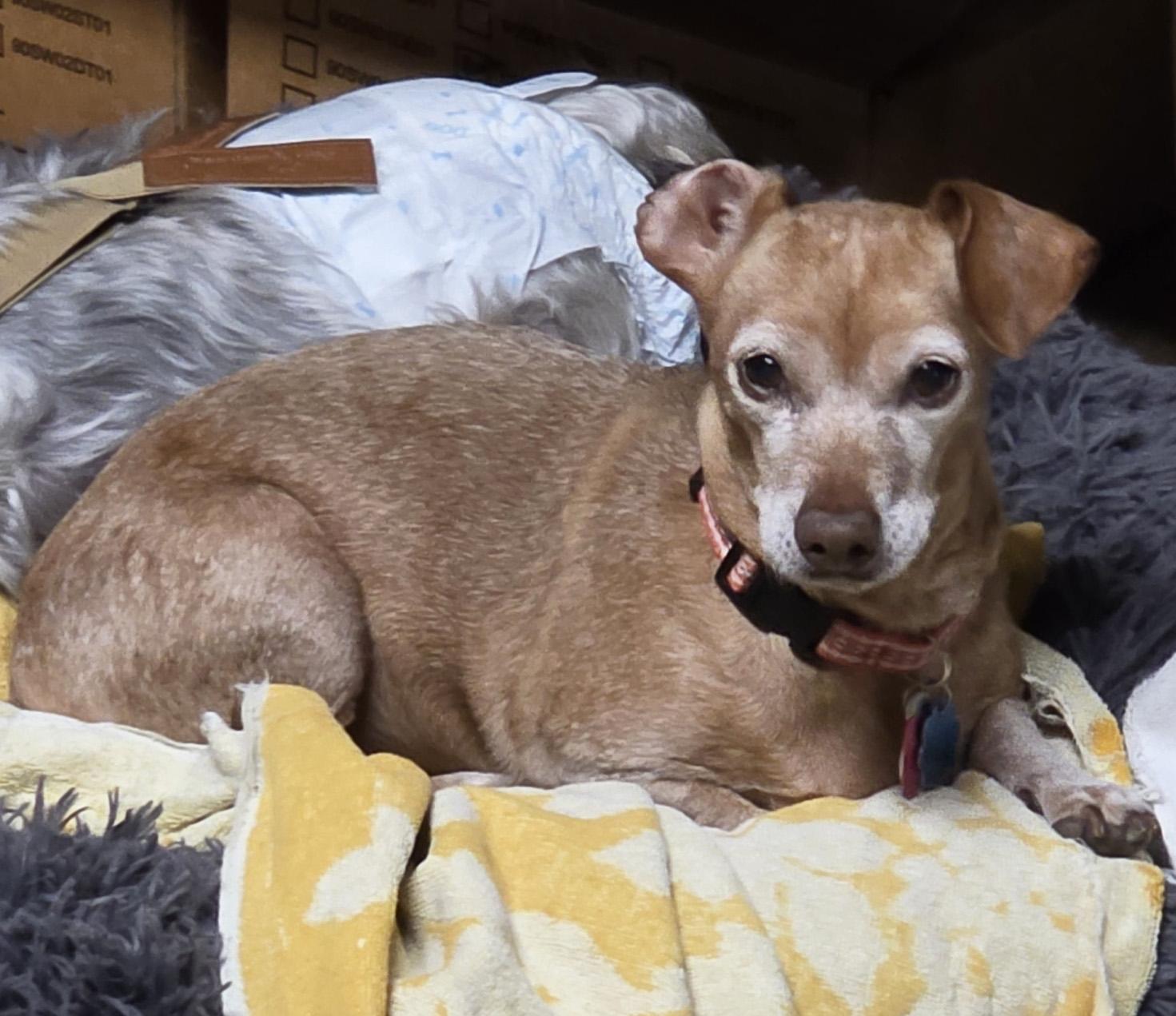 Enlarge Elanore, a ADOPTABLE Chiweenie in Manhattan, KS image 3/5