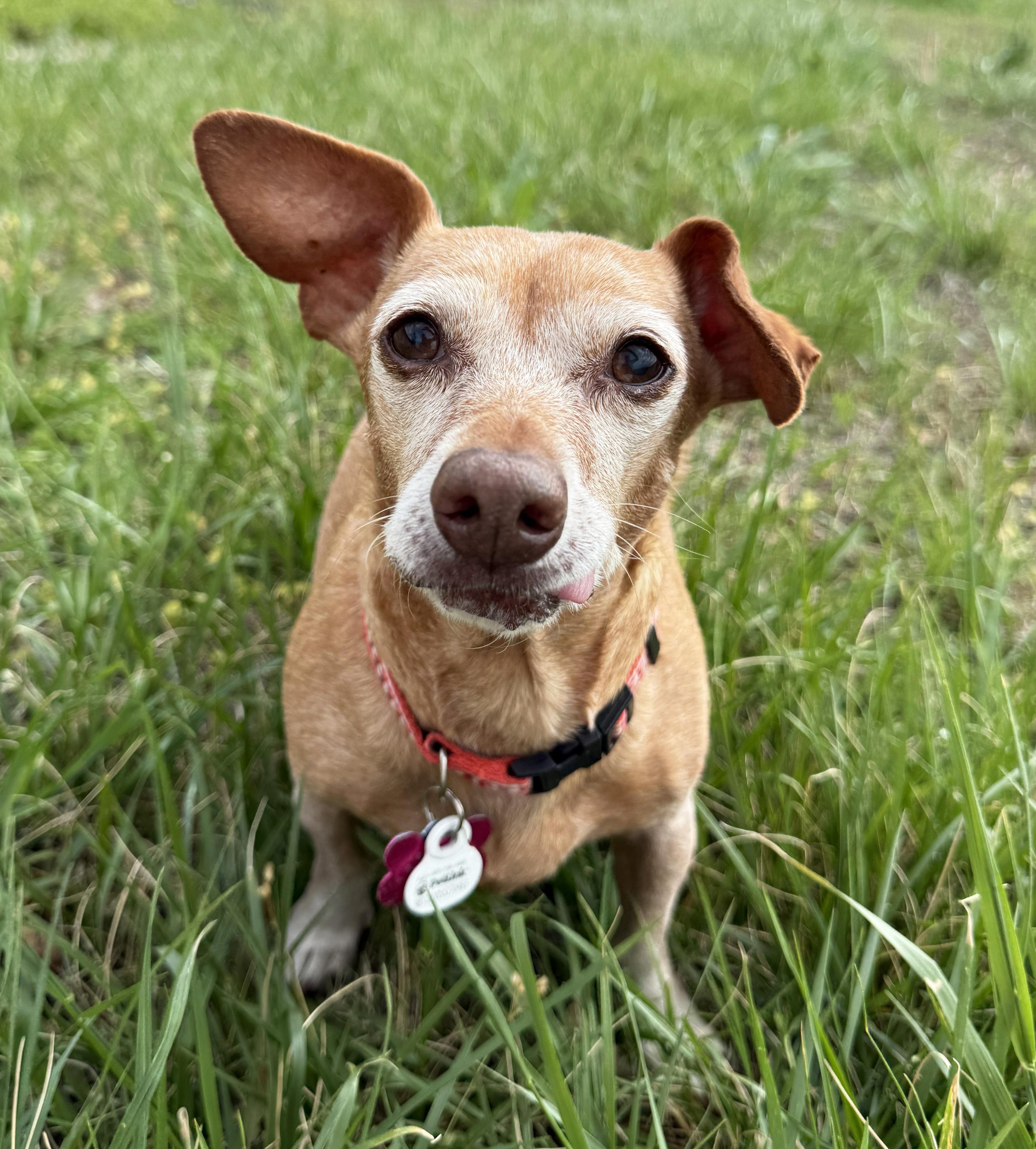 Elanore, ADOPTABLE, Senior Female Chiweenie.