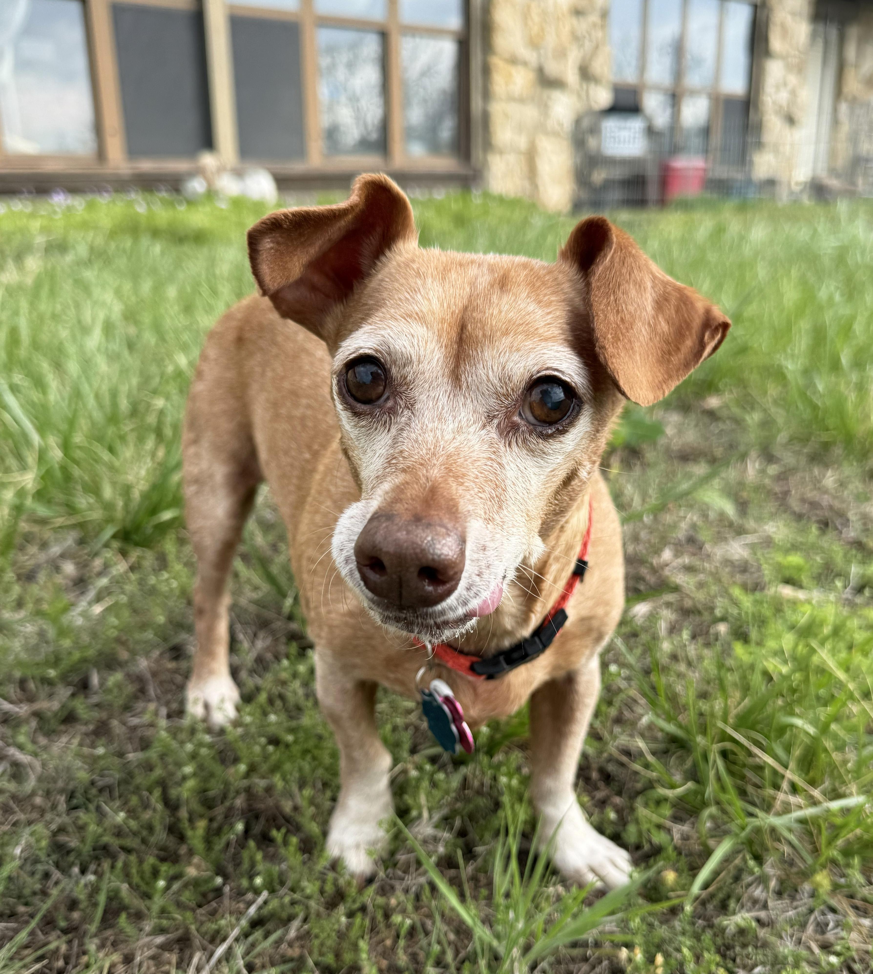 Enlarge Elanore, a ADOPTABLE Chiweenie in Manhattan, KS image 4/6