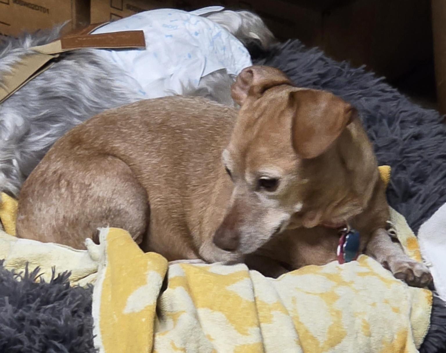 Enlarge Elanore, a ADOPTABLE Chiweenie in Manhattan, KS image 5/5