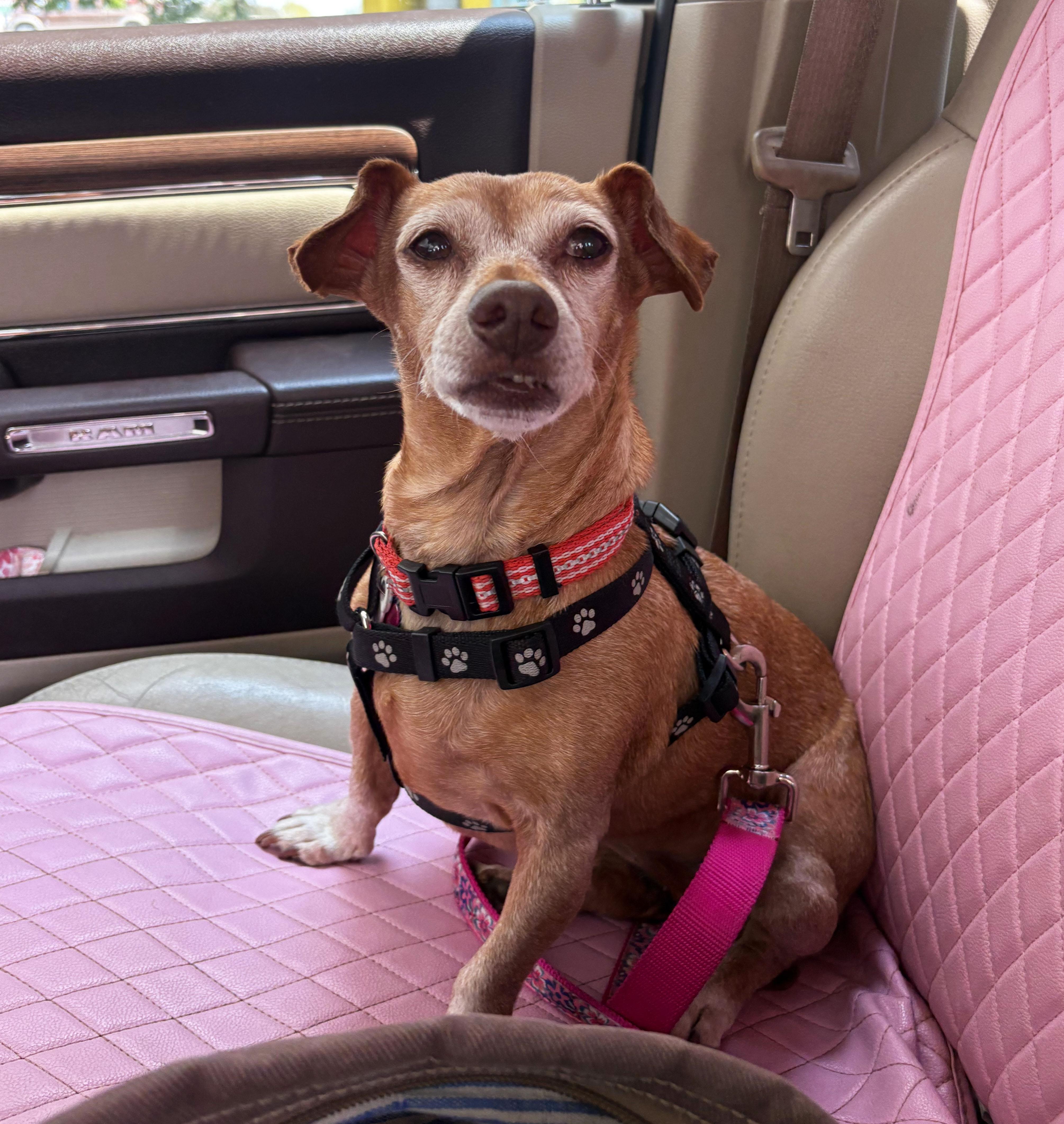 Enlarge Elanore, a ADOPTABLE Chiweenie in Manhattan, KS image 2/5