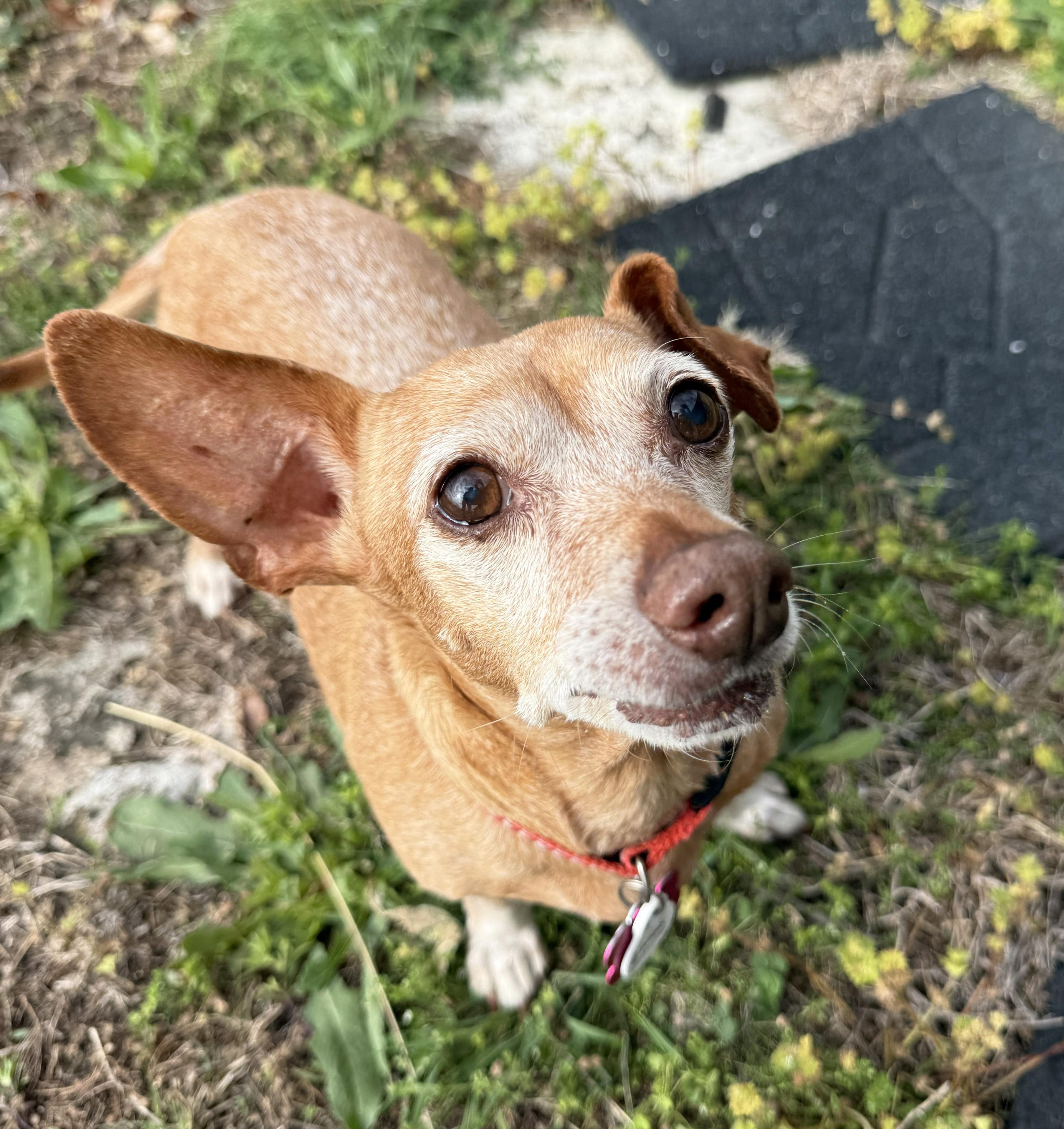 Enlarge Elanore, a ADOPTABLE Chiweenie in Manhattan, KS image 5/6